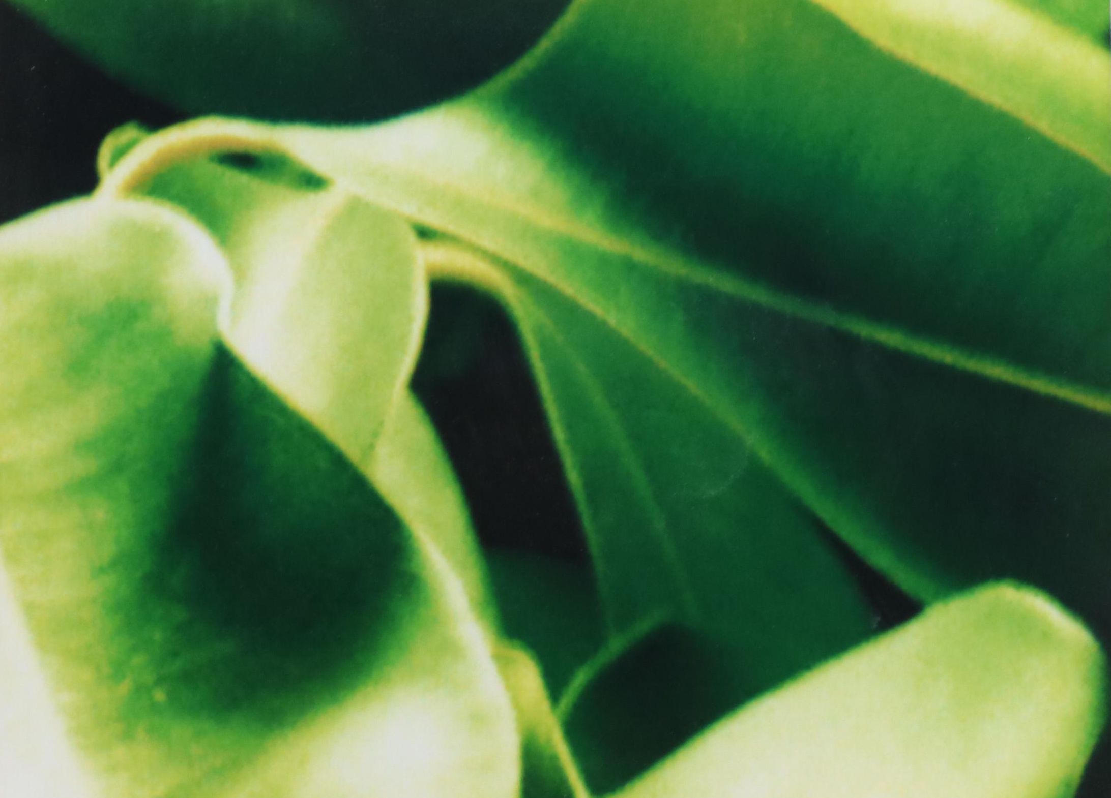 Martin Oppel Photograph of a Leaf