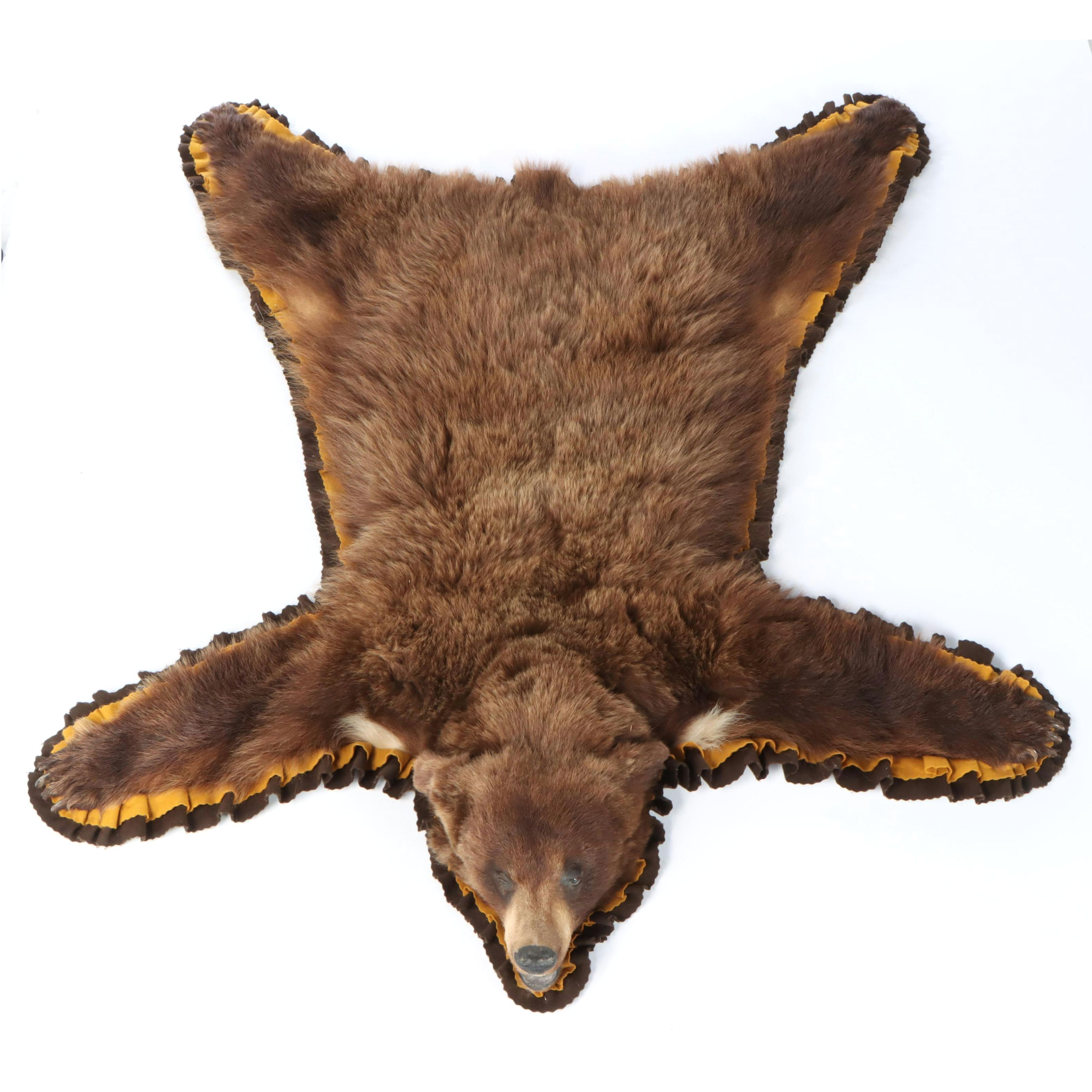 Taxidermy Brown Morph Black Bear Full Body Rug