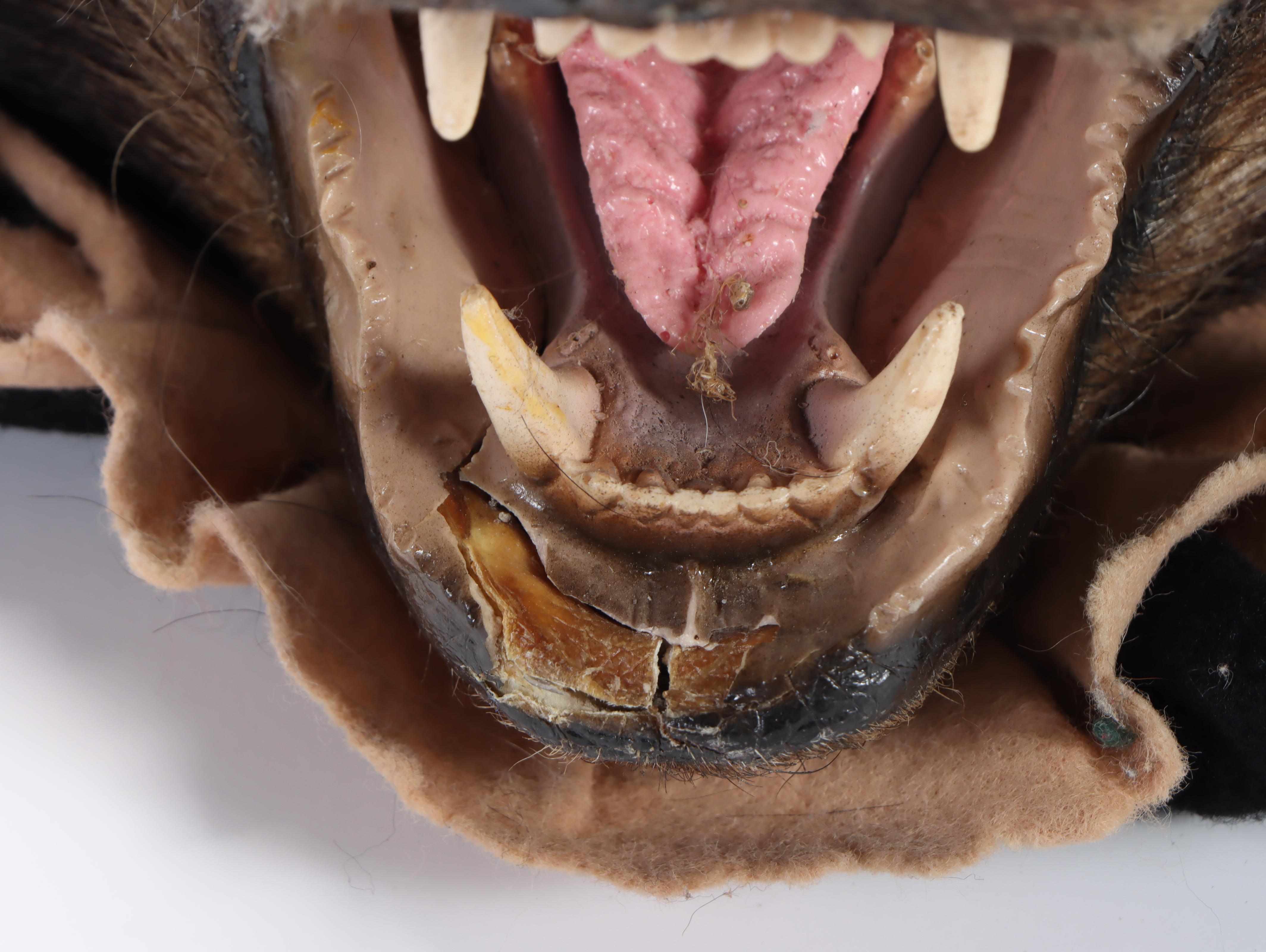 Taxidermy Black Bear Full Body Rug