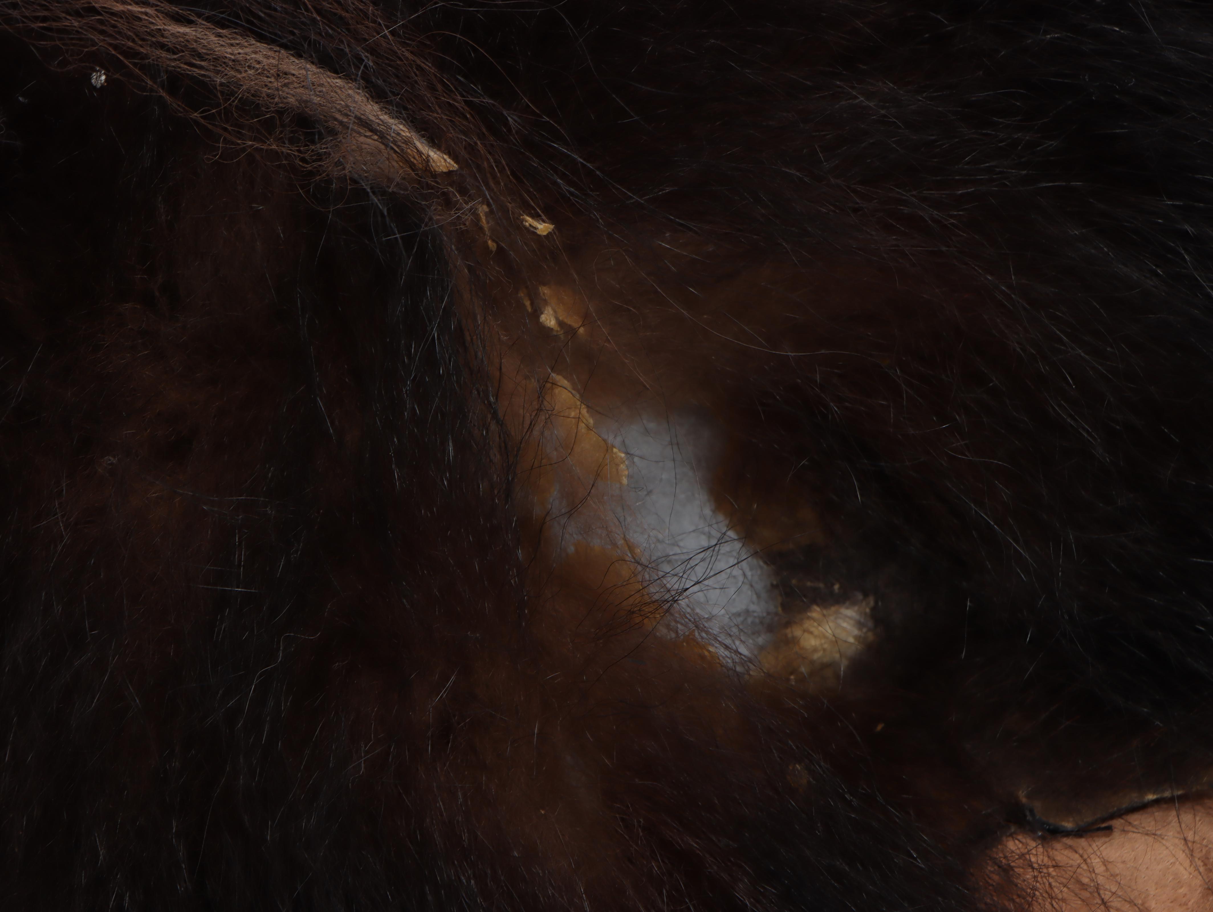 Taxidermy Black Bear Full Body Rug