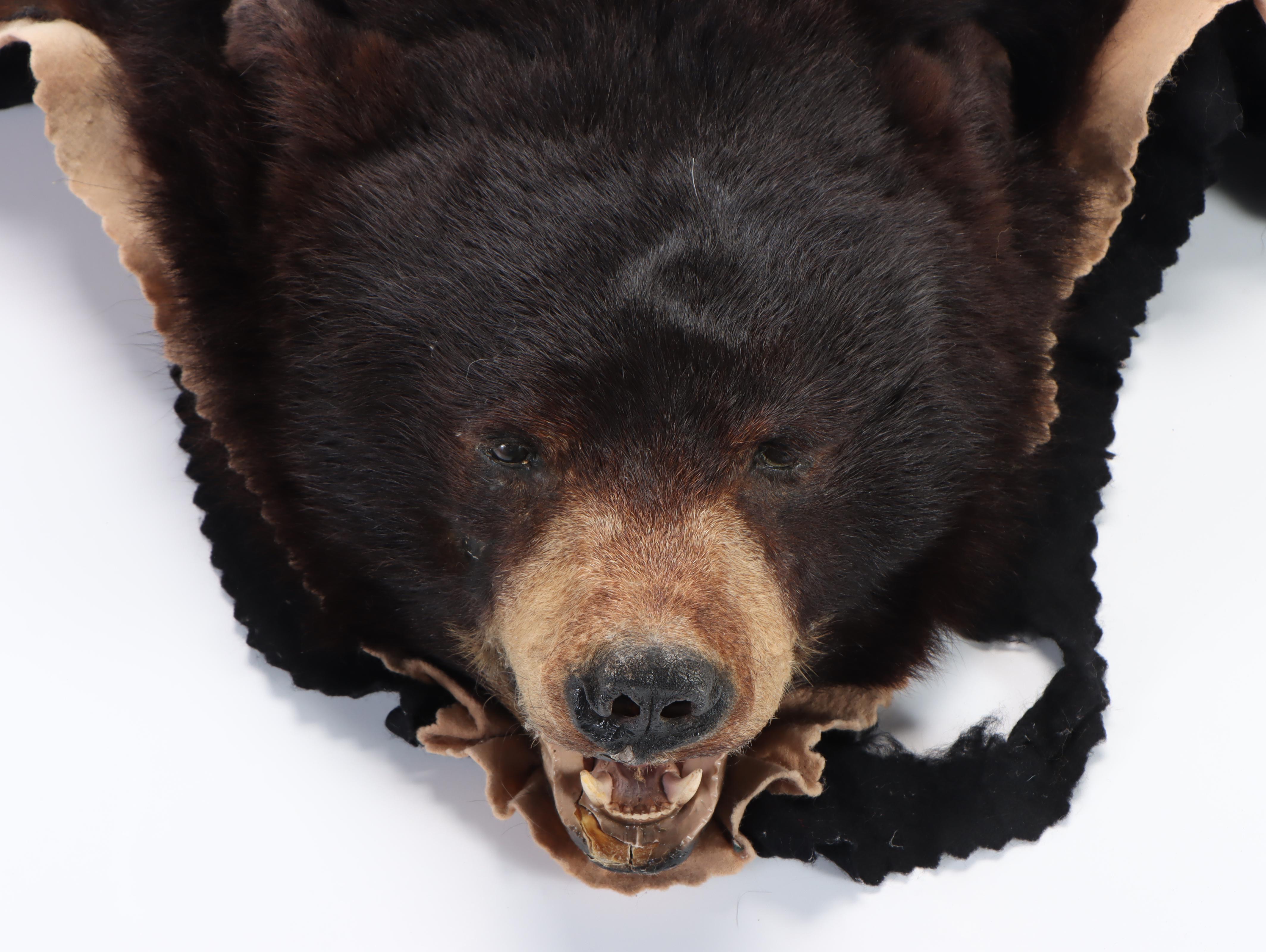 Taxidermy Black Bear Full Body Rug