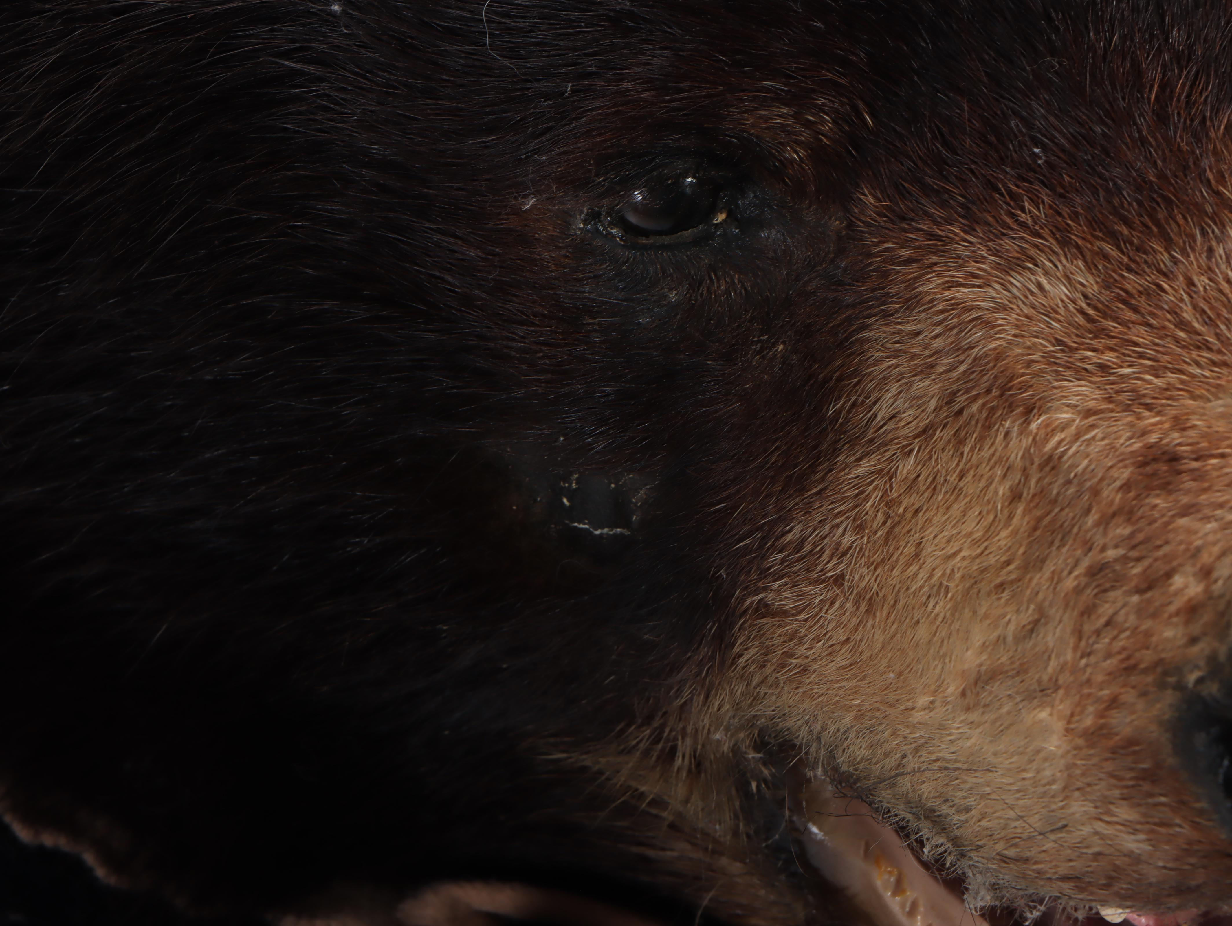 Taxidermy Black Bear Full Body Rug