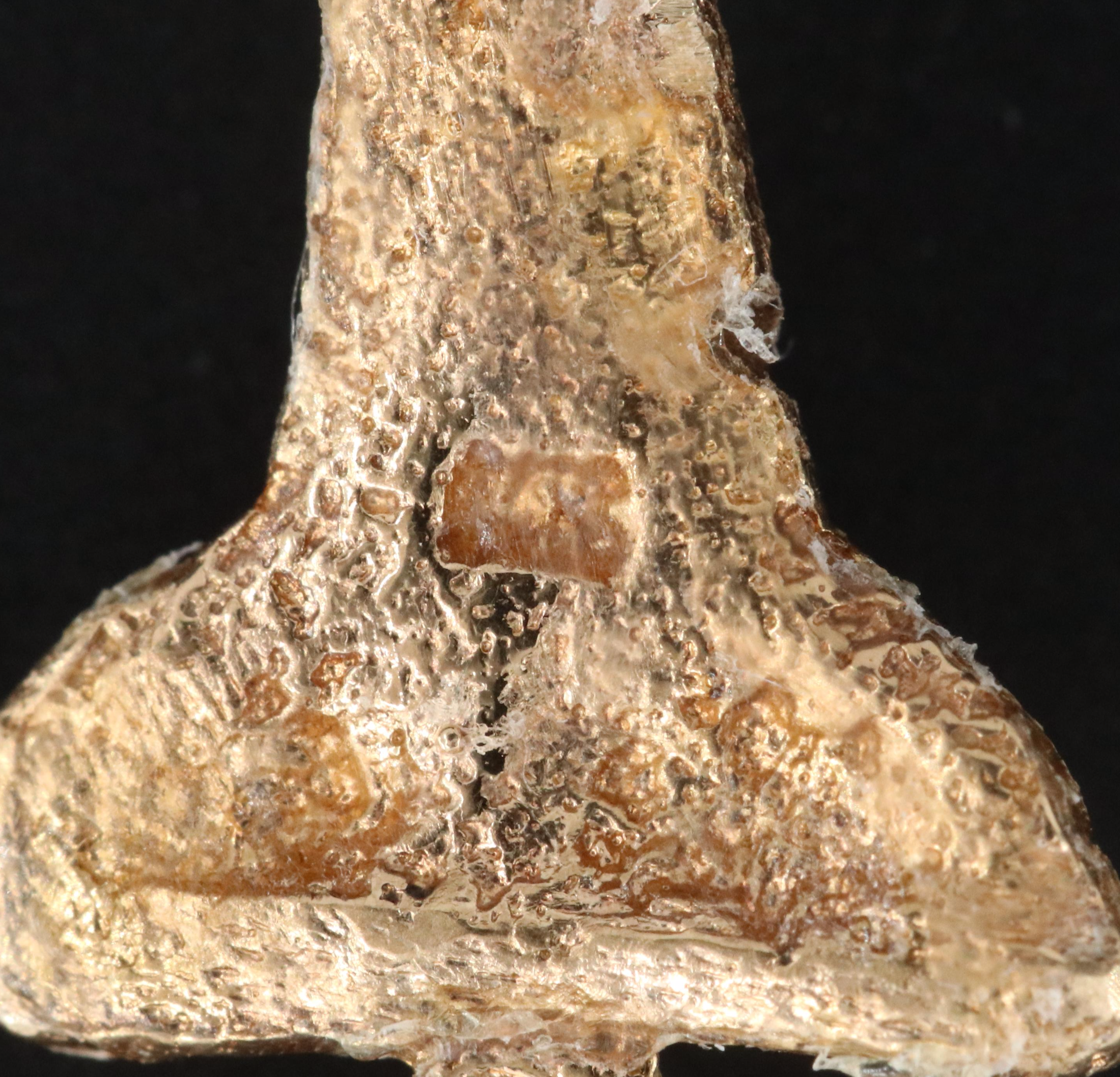 14K Shark Tooth Pendant