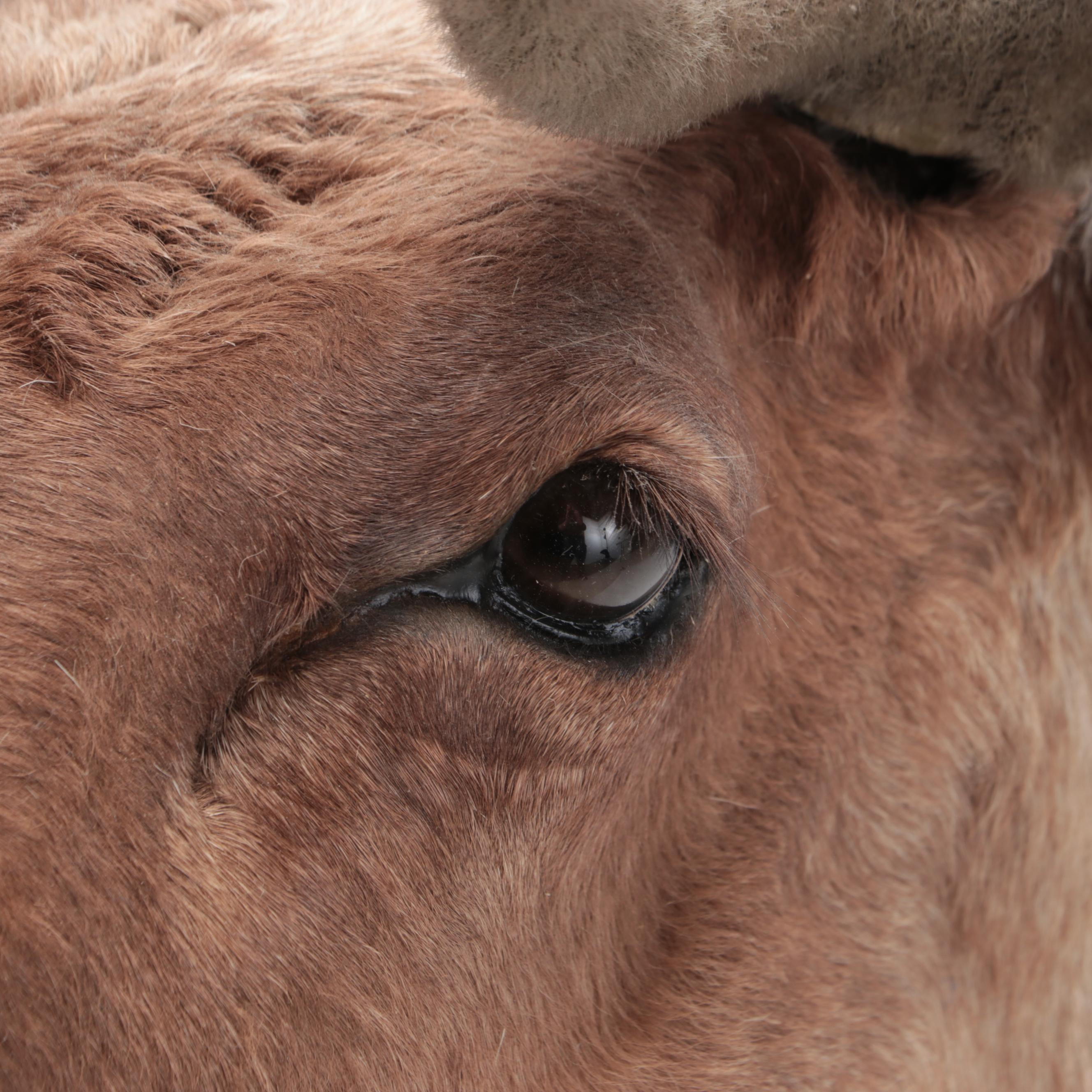 Taxidermy Porcupine Caribou Shoulder Mount
