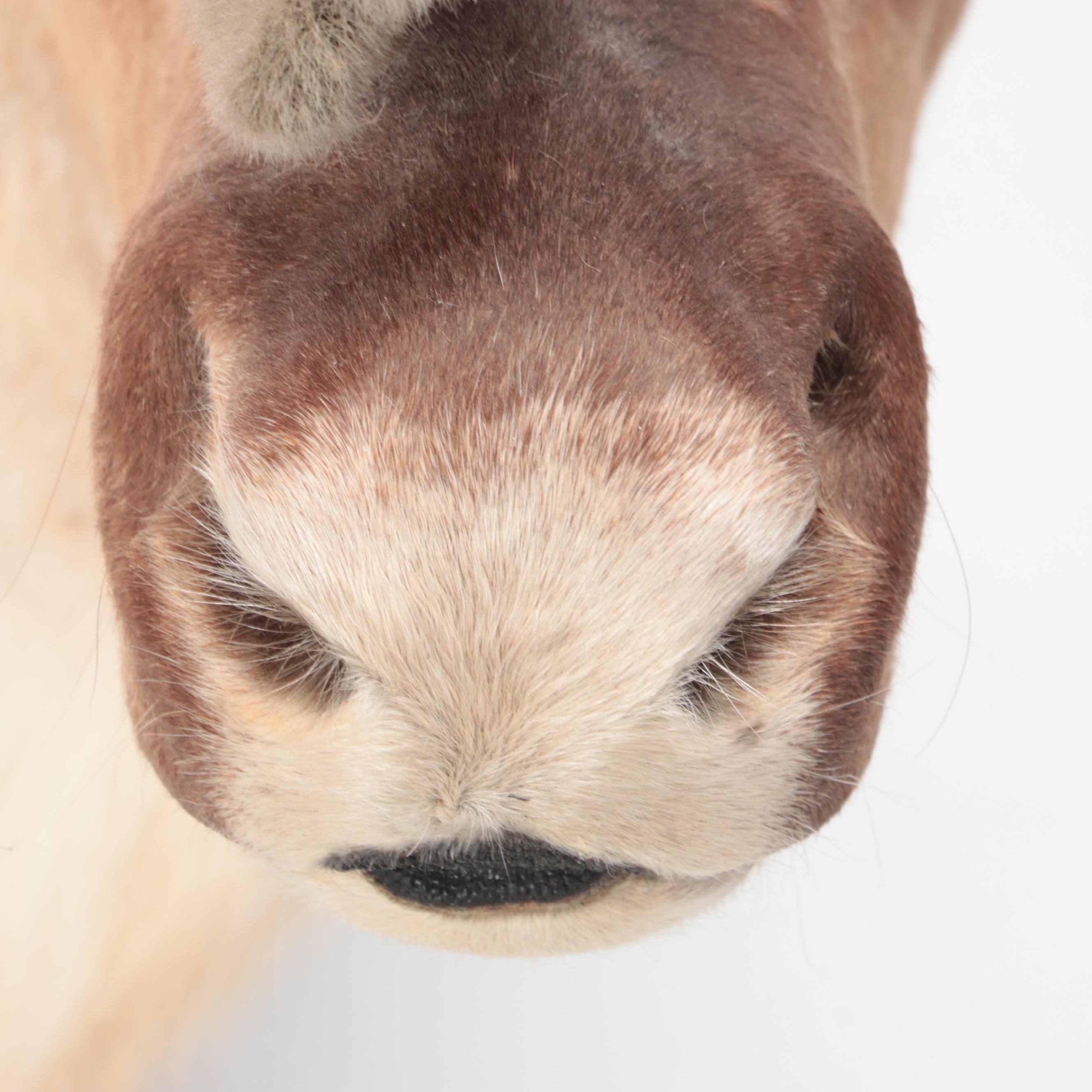 Taxidermy Porcupine Caribou Shoulder Mount