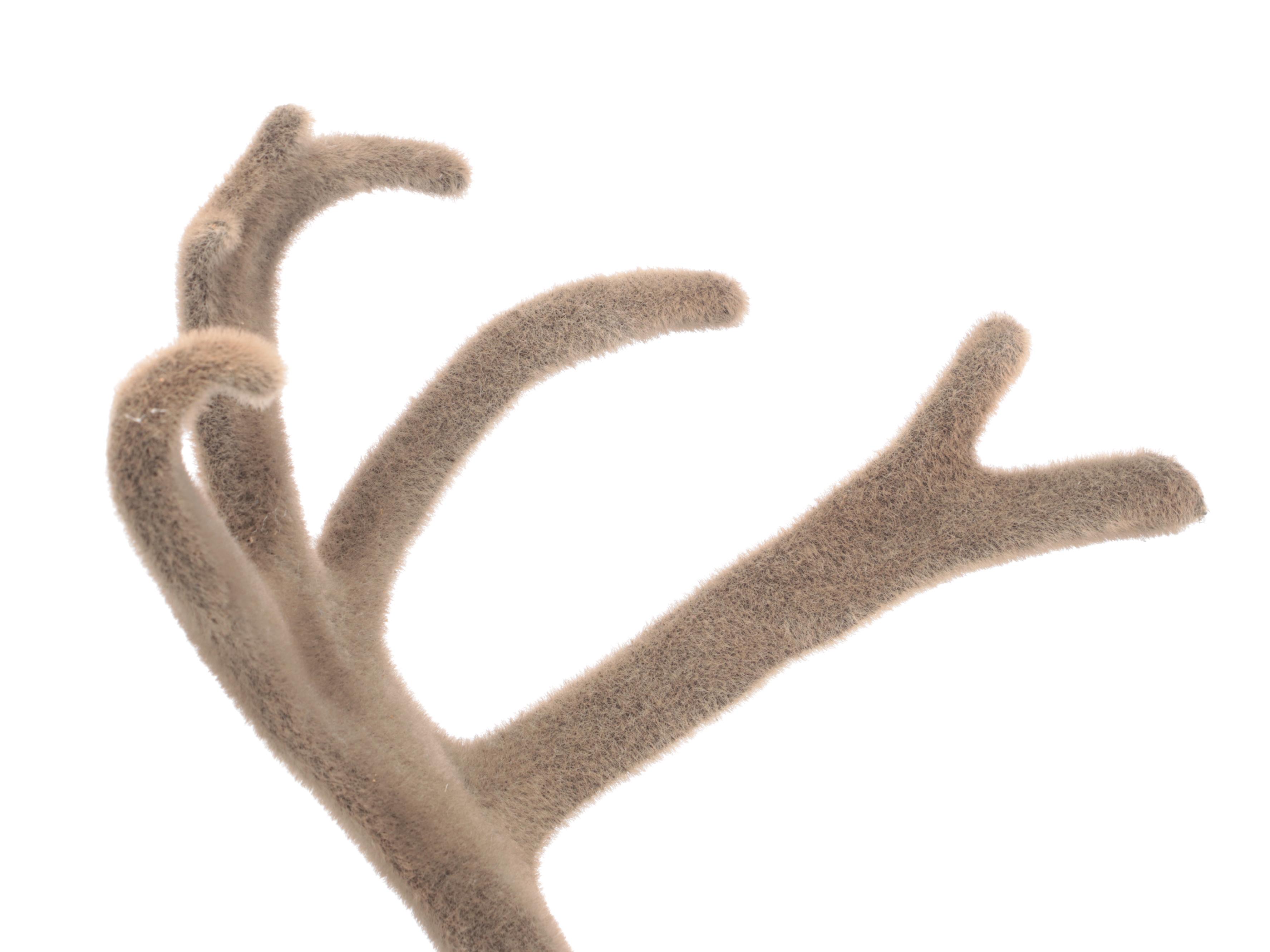 Taxidermy Porcupine Caribou Shoulder Mount