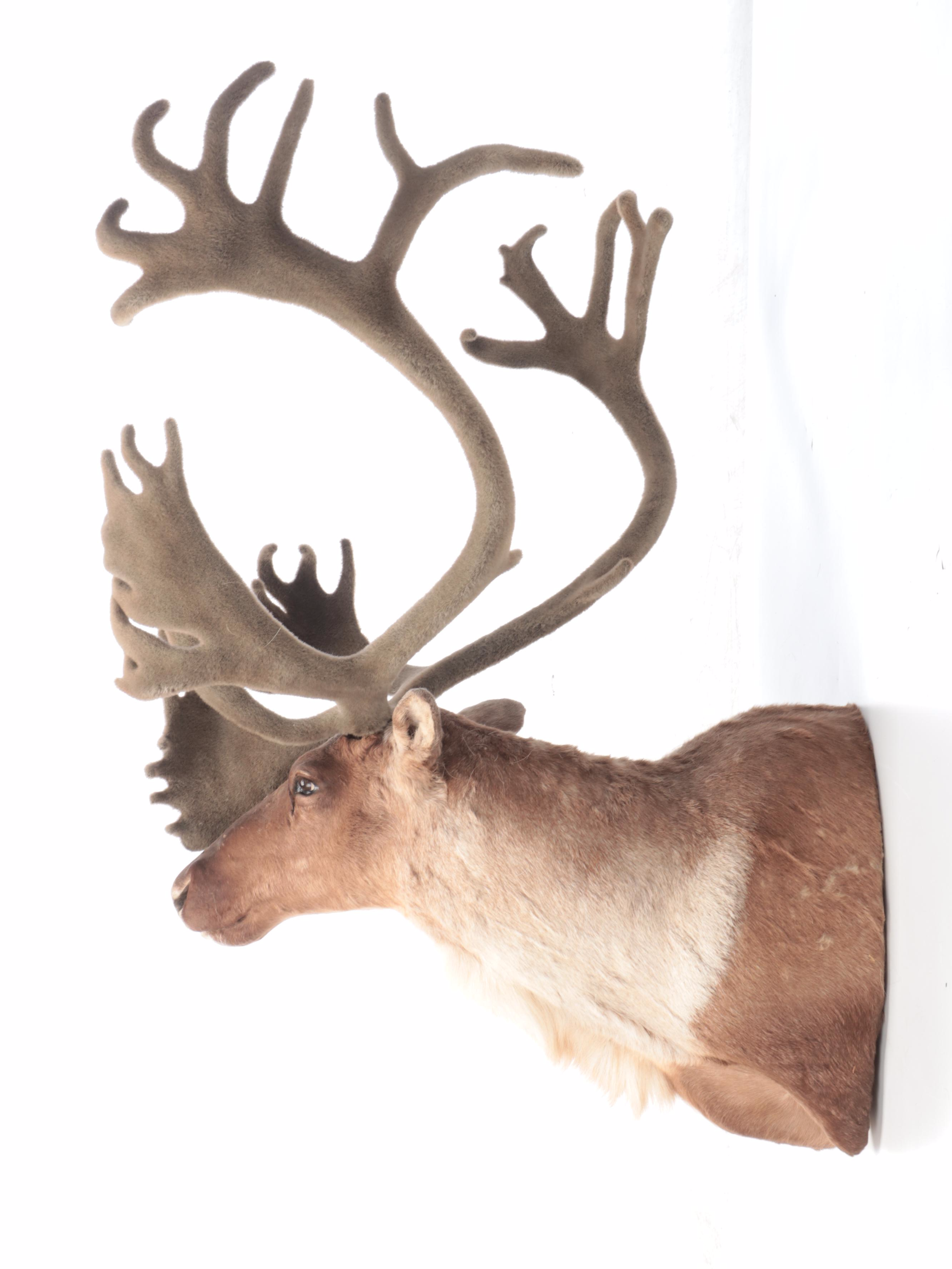 Taxidermy Porcupine Caribou Shoulder Mount