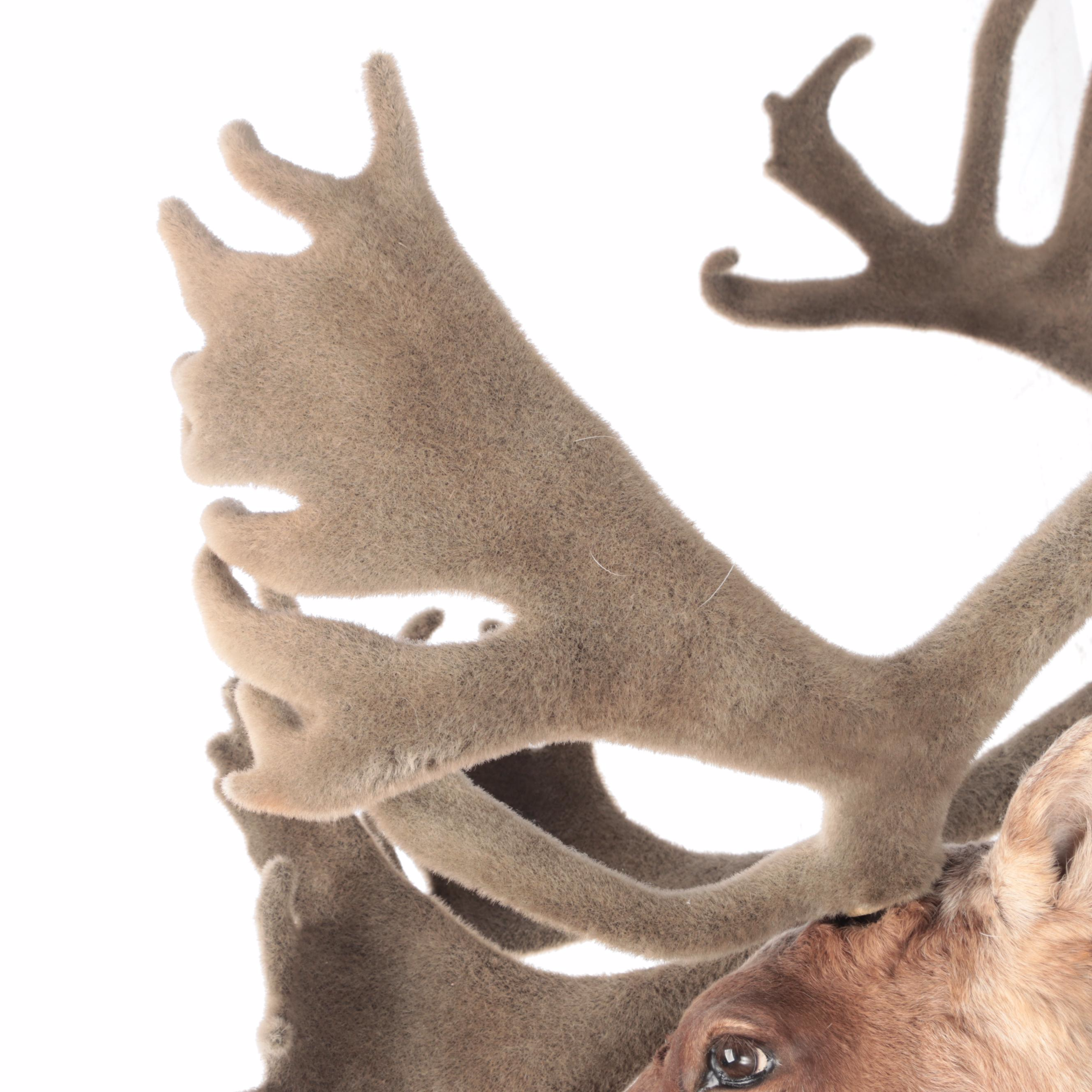 Taxidermy Porcupine Caribou Shoulder Mount