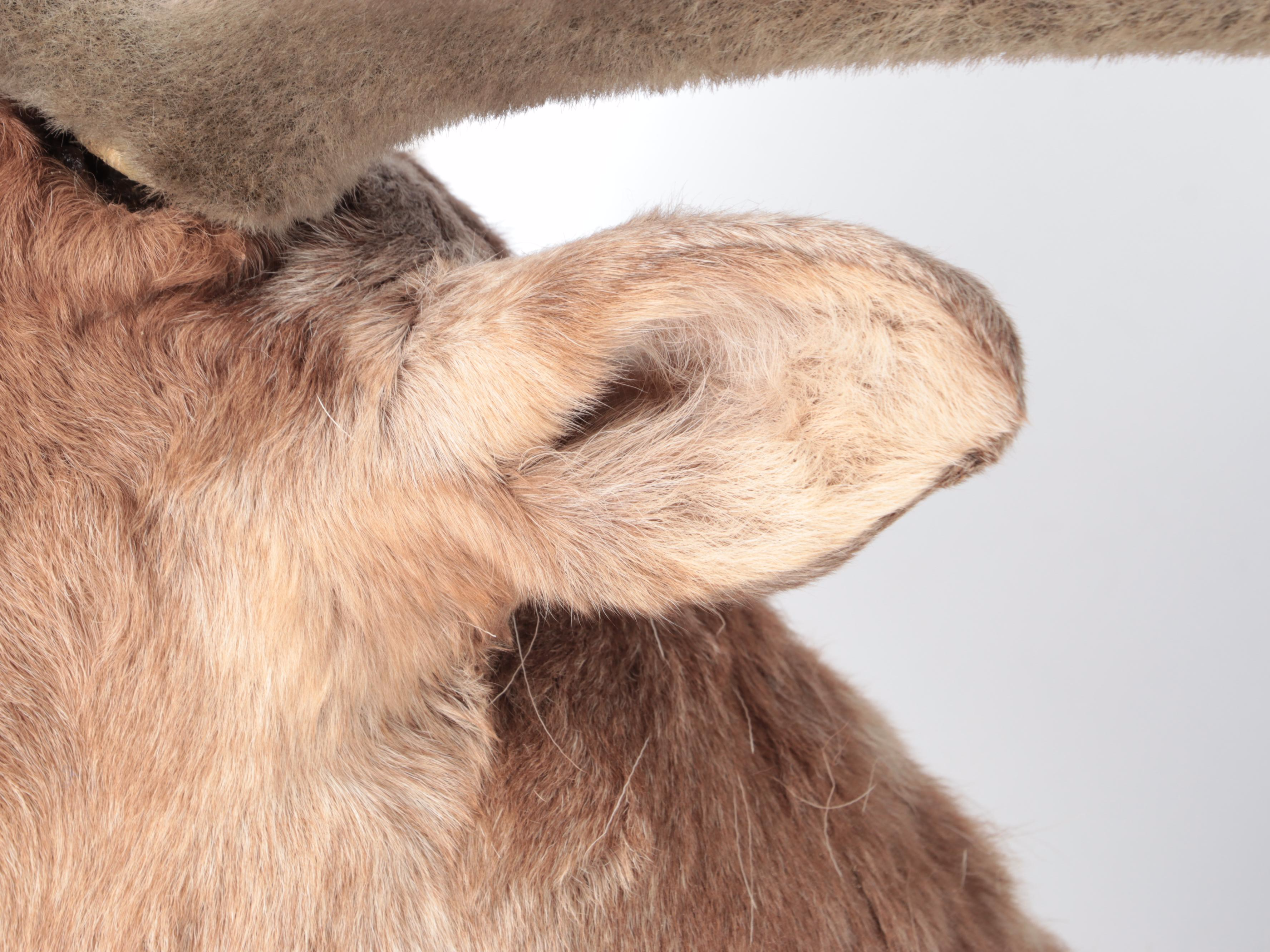 Taxidermy Porcupine Caribou Shoulder Mount