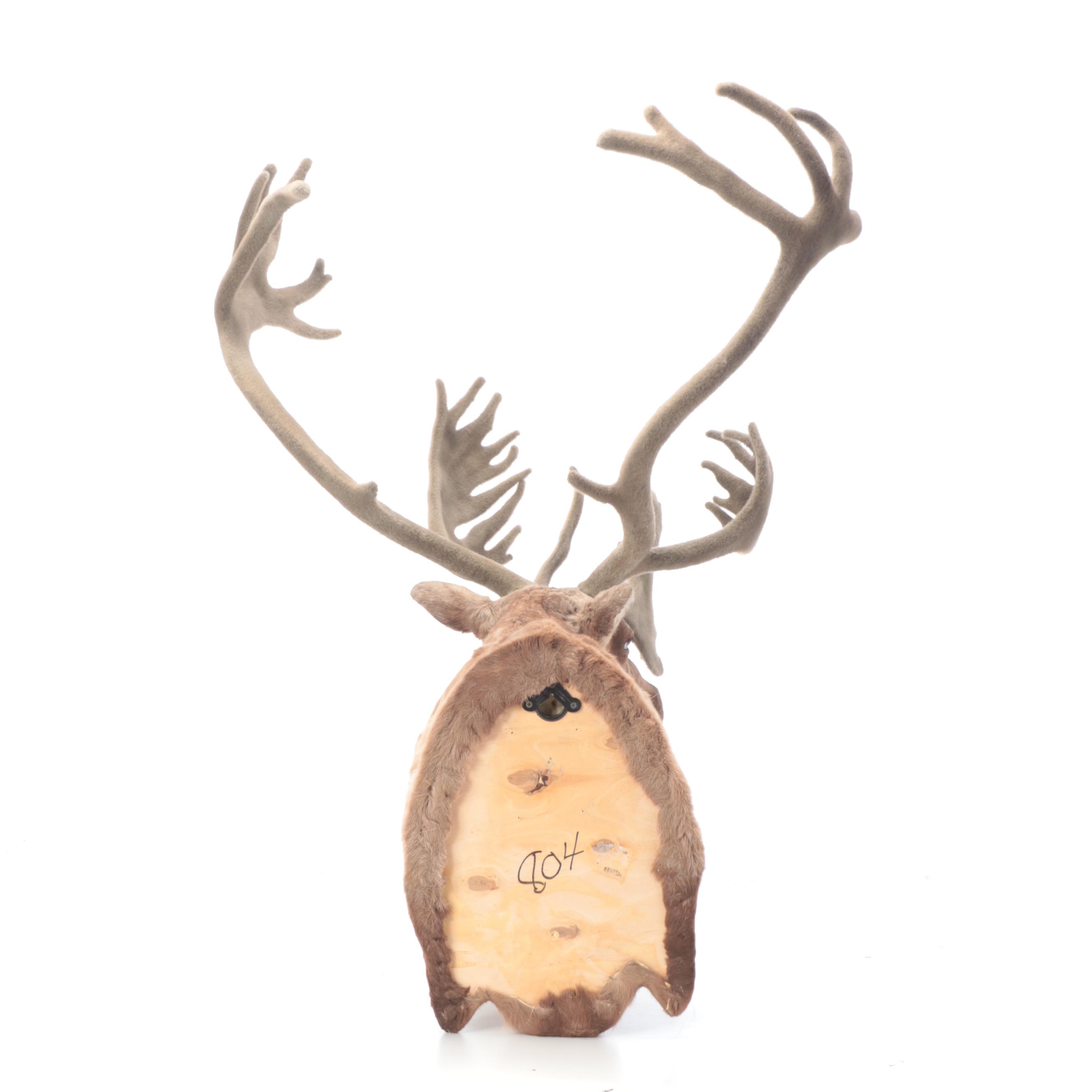 Taxidermy Porcupine Caribou Shoulder Mount