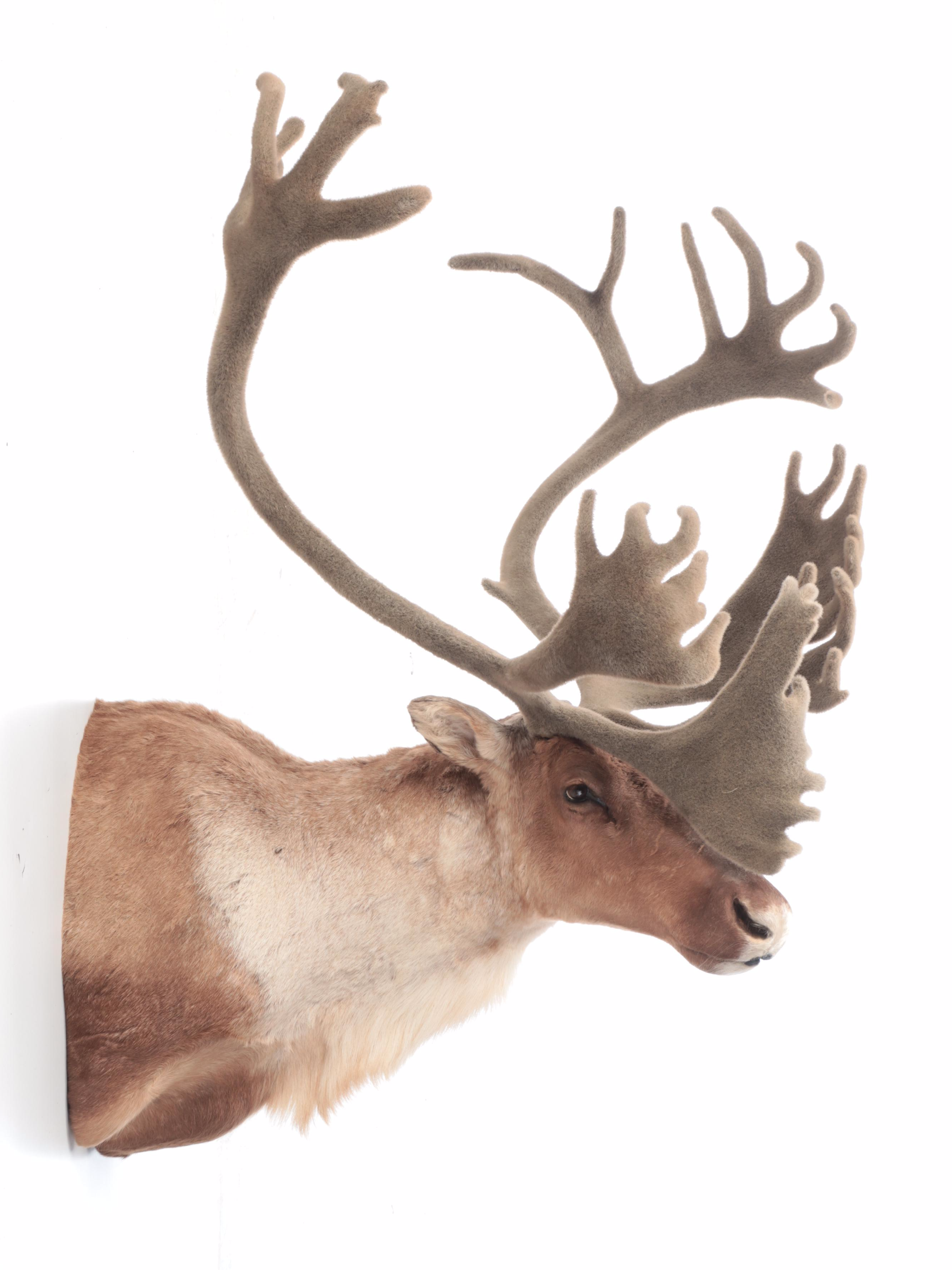 Taxidermy Porcupine Caribou Shoulder Mount