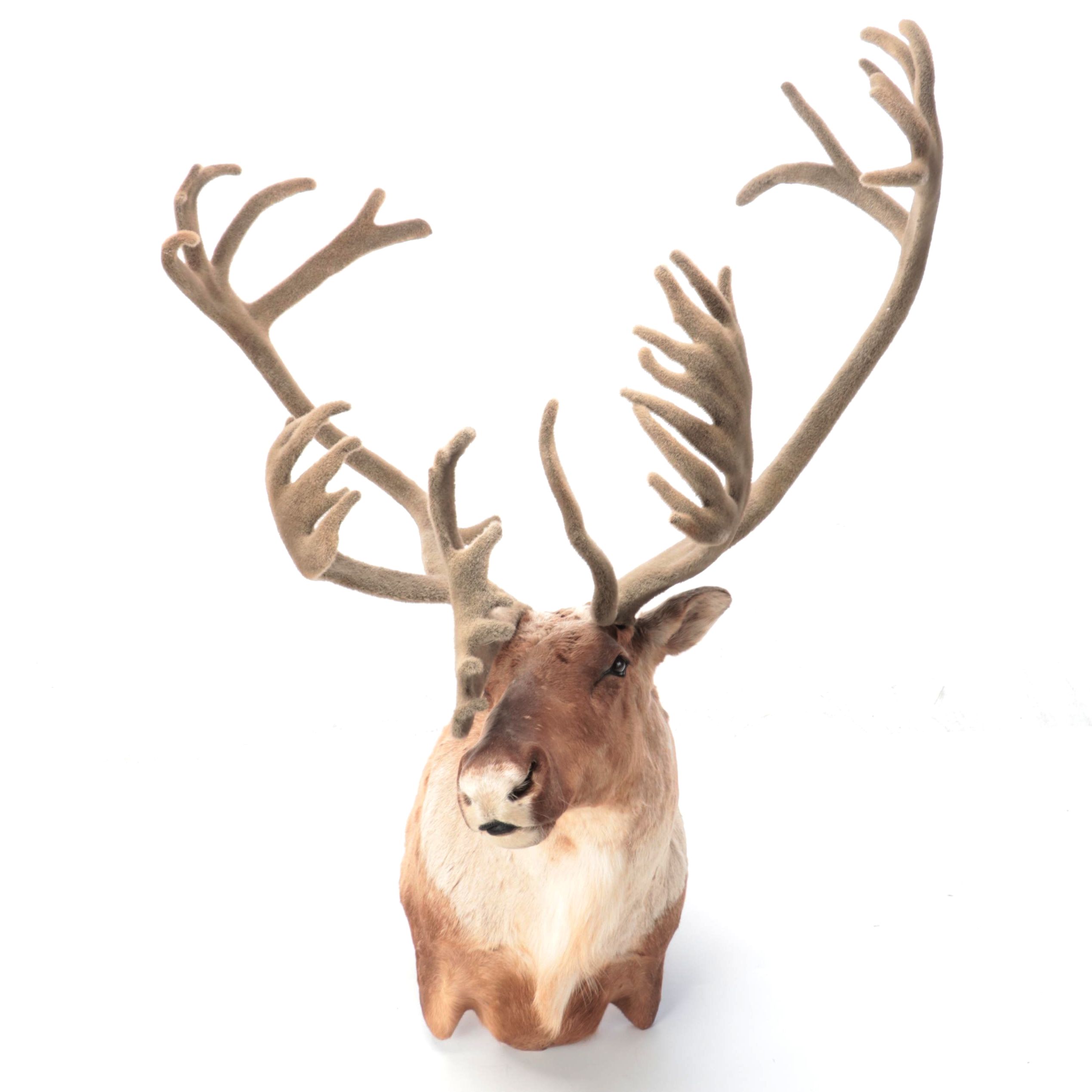 Taxidermy Porcupine Caribou Shoulder Mount