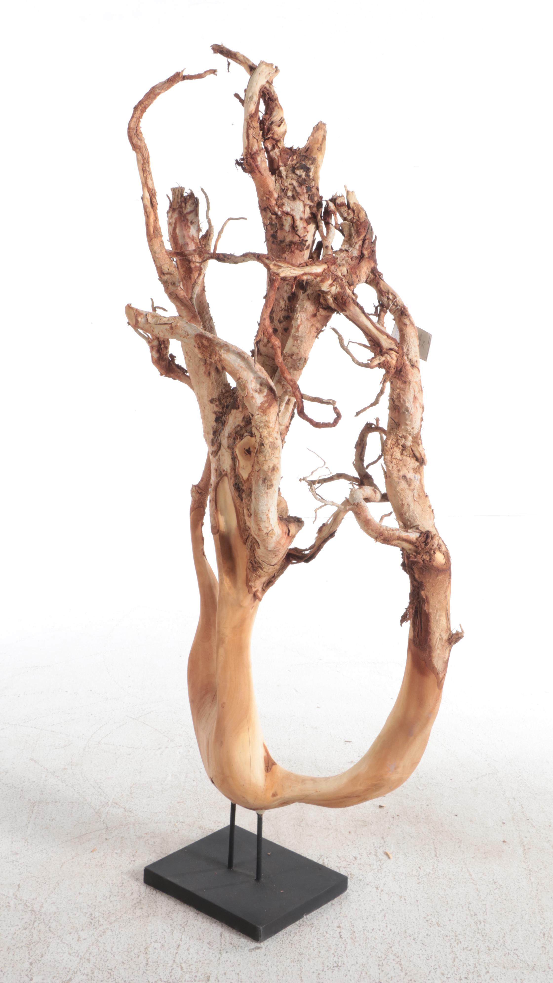 6' Freeform Sculptural Mahogany Root as Sculpture