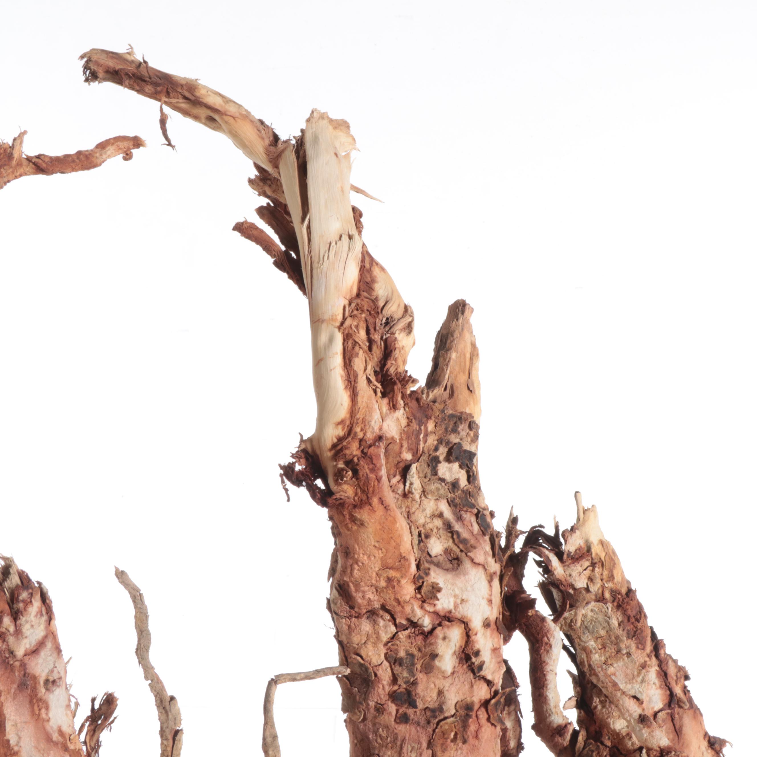 6' Freeform Sculptural Mahogany Root as Sculpture