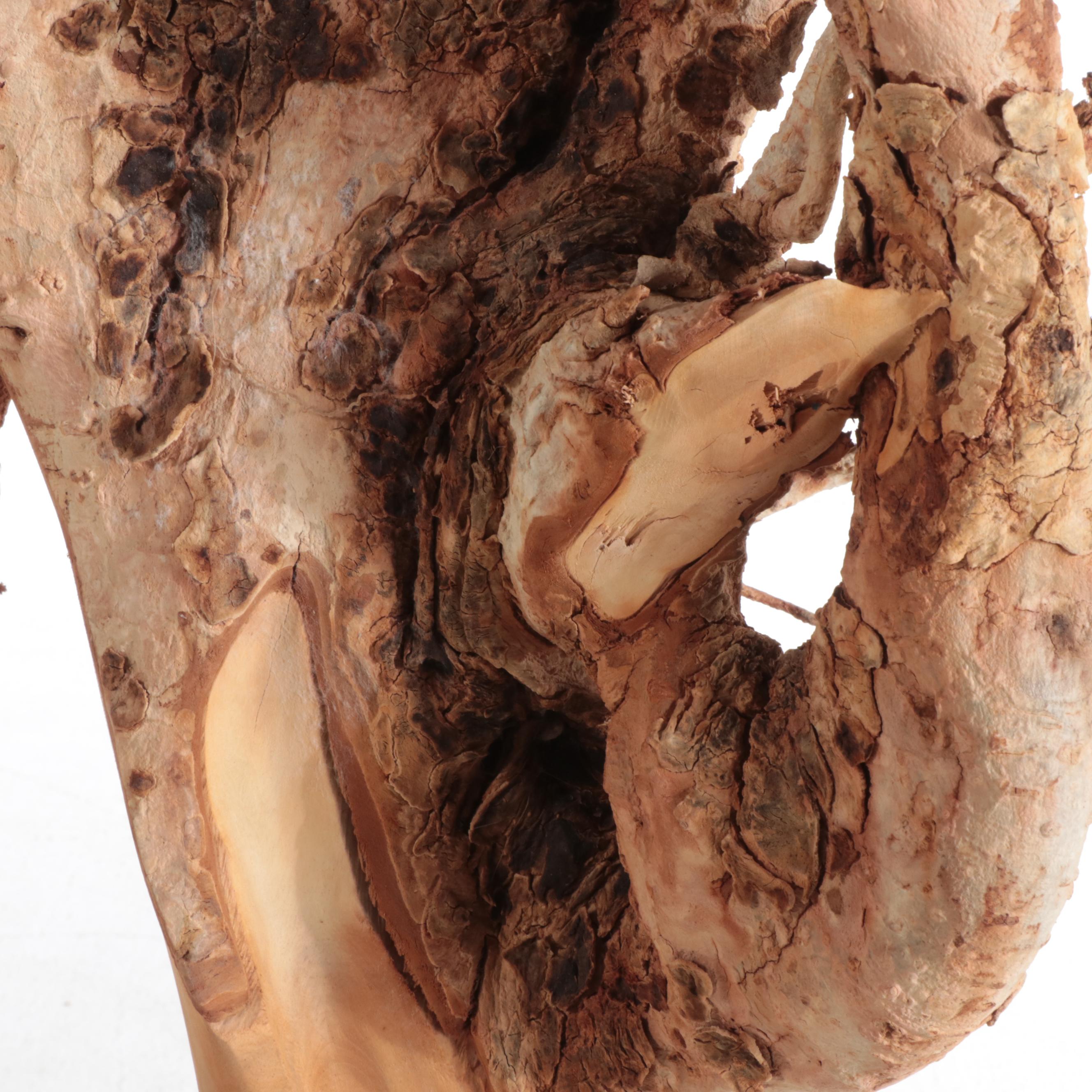 6' Freeform Sculptural Mahogany Root as Sculpture