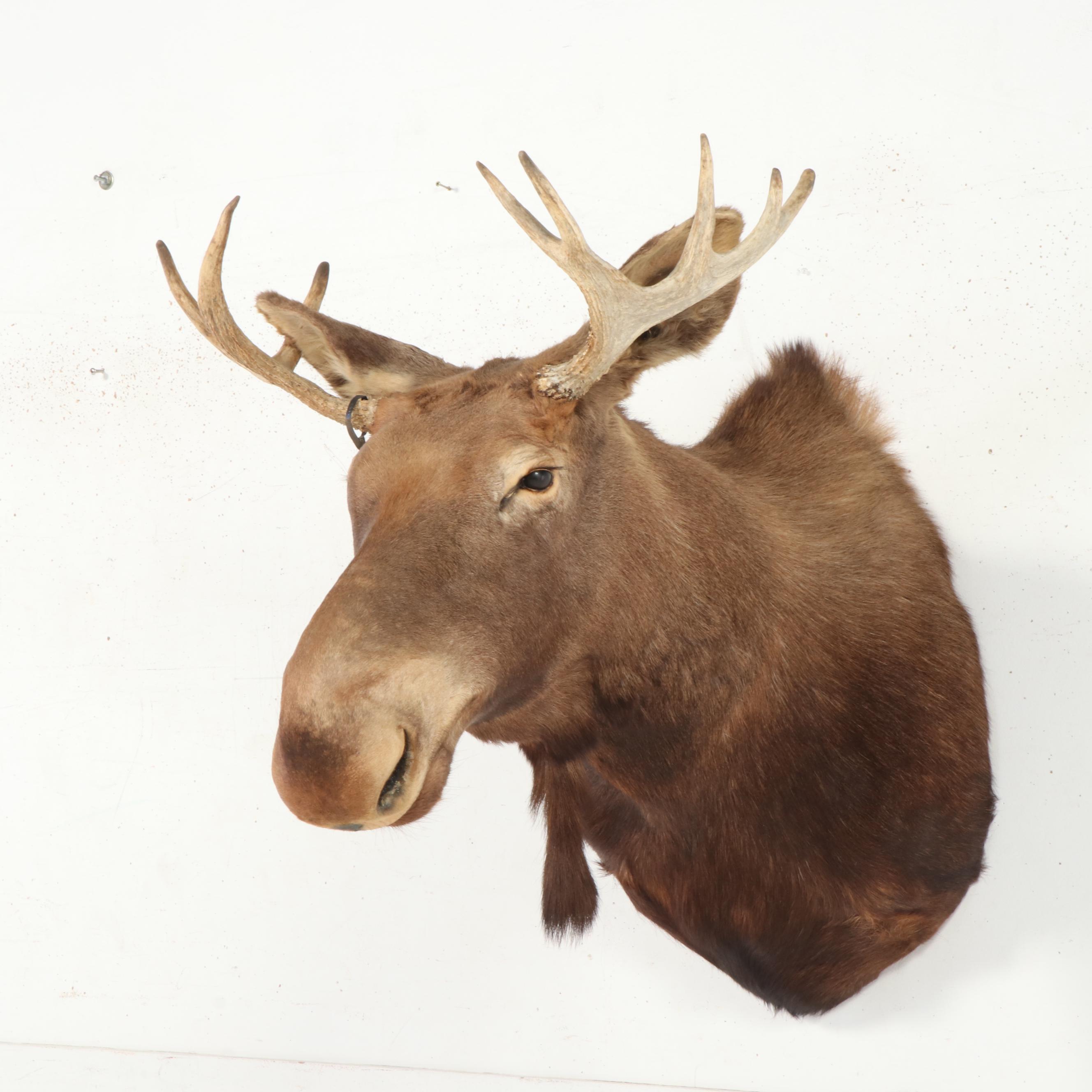 Taxidermy Moose Shoulder Mount