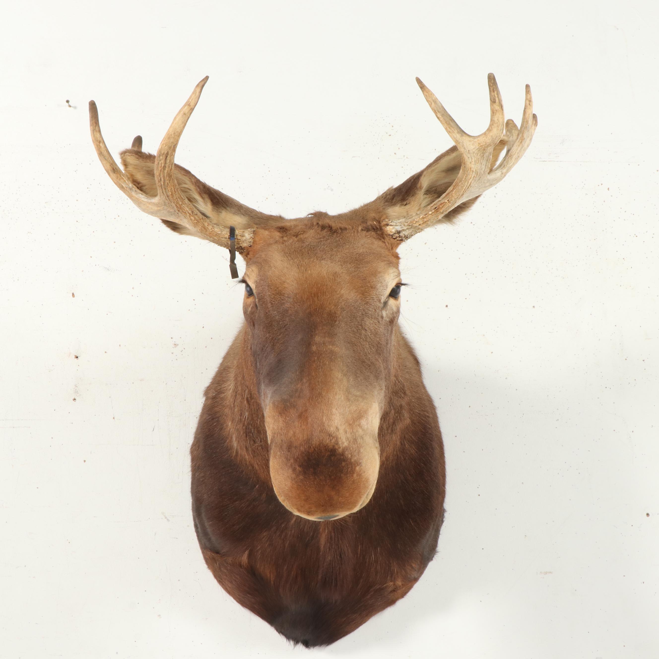 Taxidermy Moose Shoulder Mount