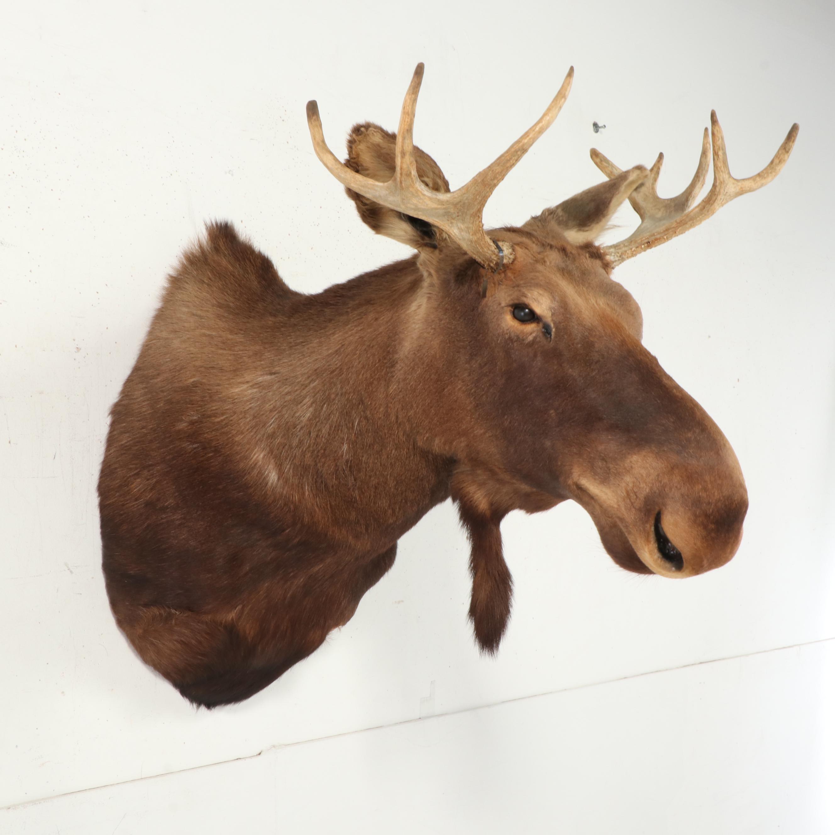 Taxidermy Moose Shoulder Mount