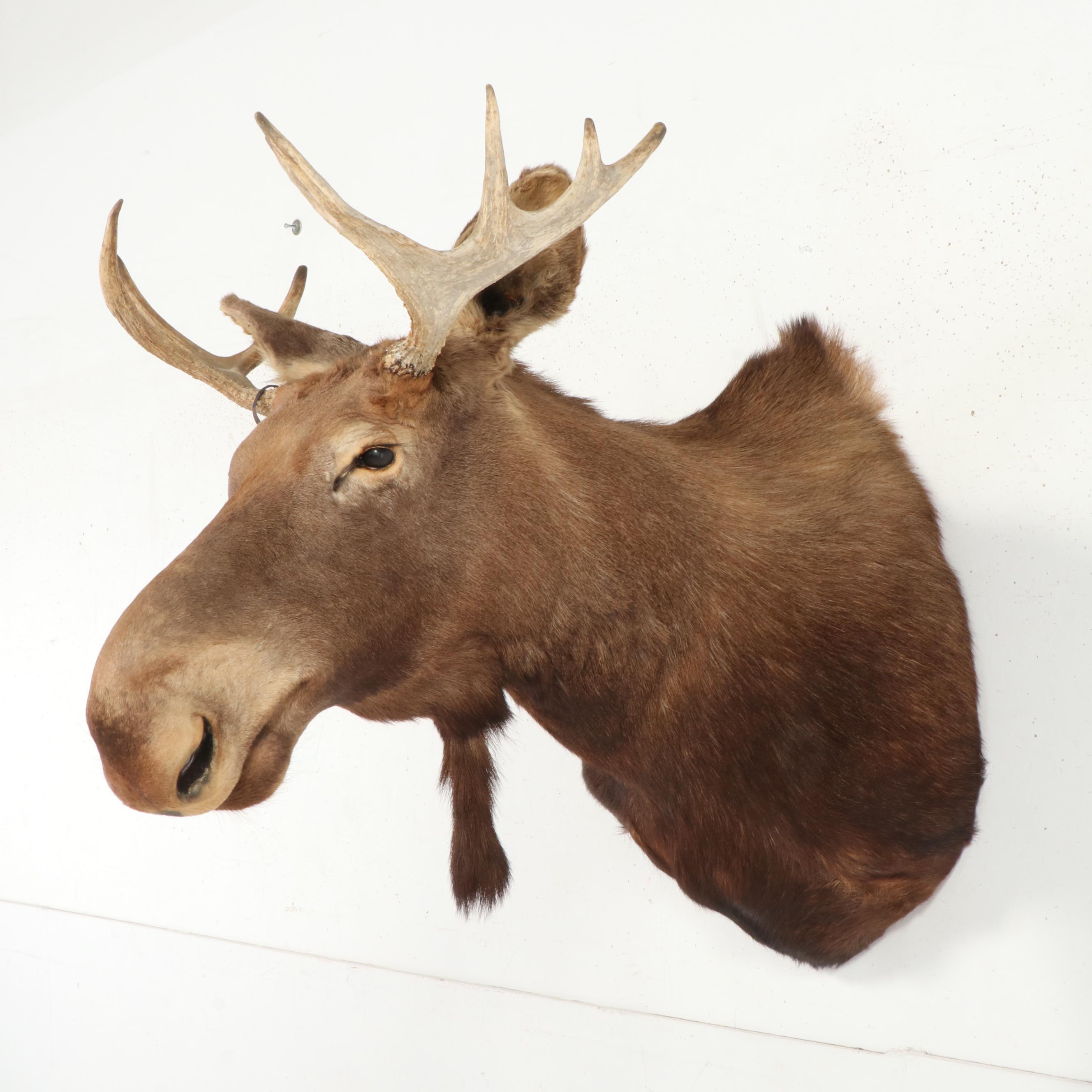Taxidermy Moose Shoulder Mount