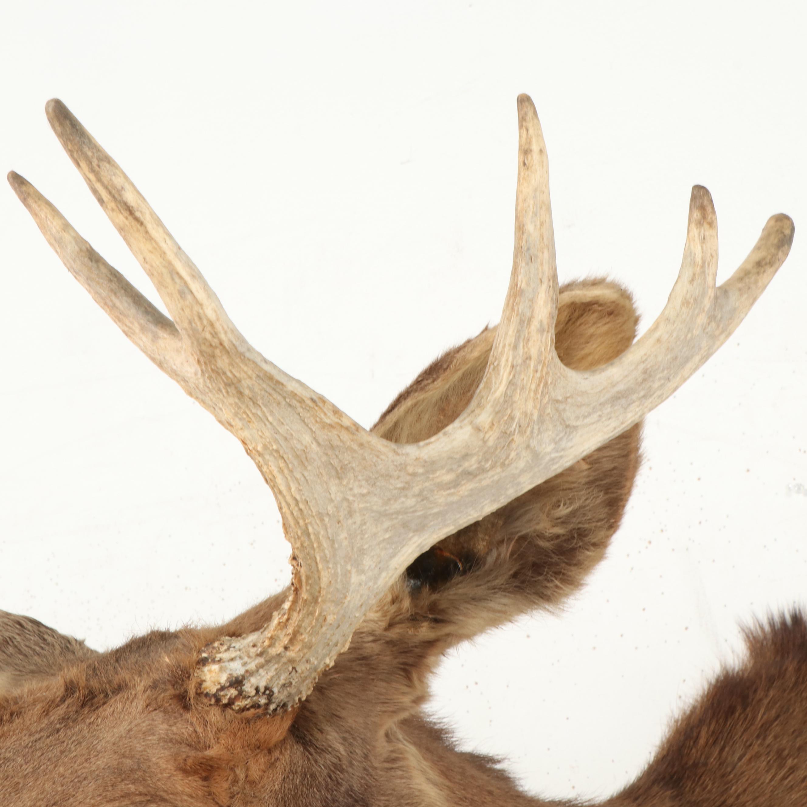 Taxidermy Moose Shoulder Mount