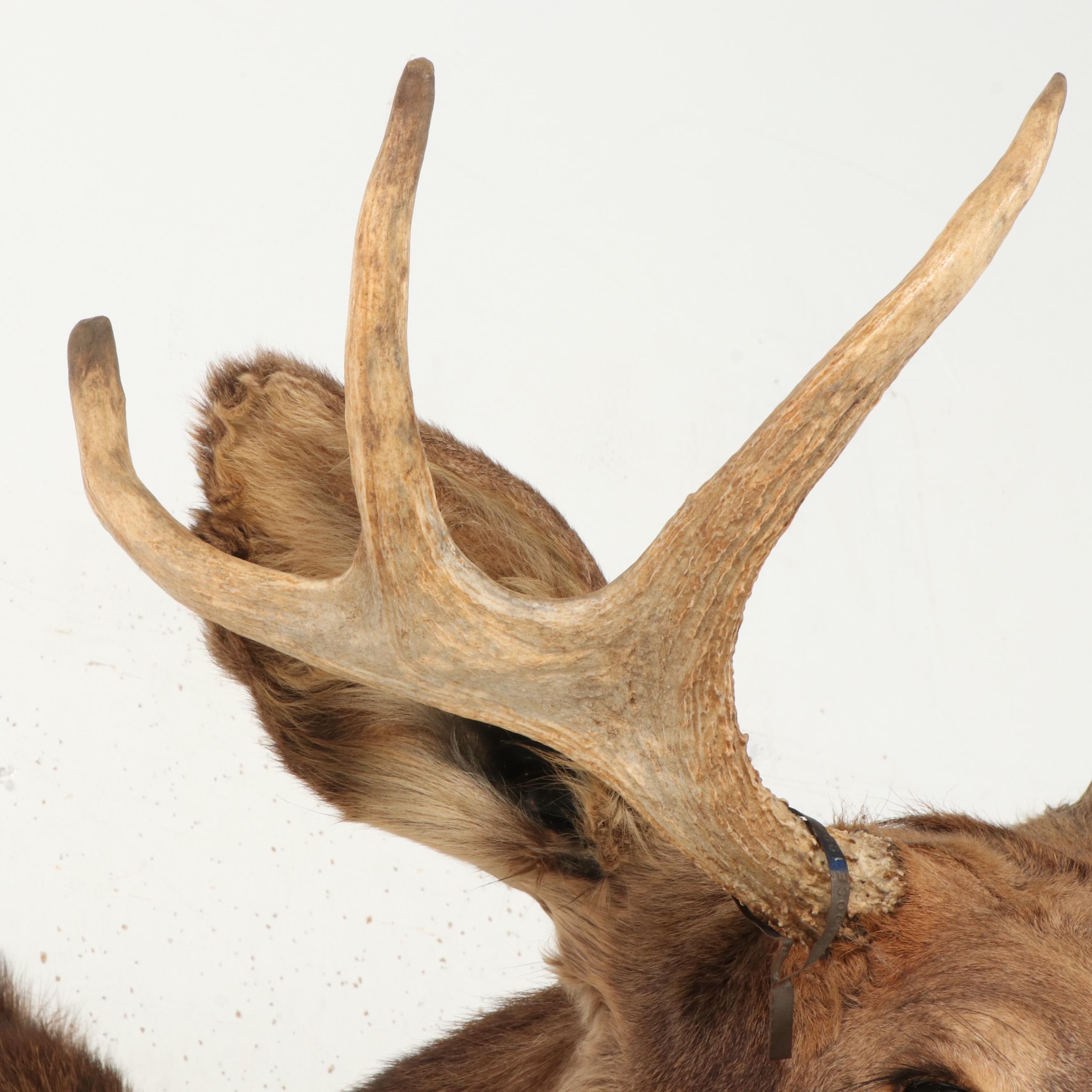 Taxidermy Moose Shoulder Mount