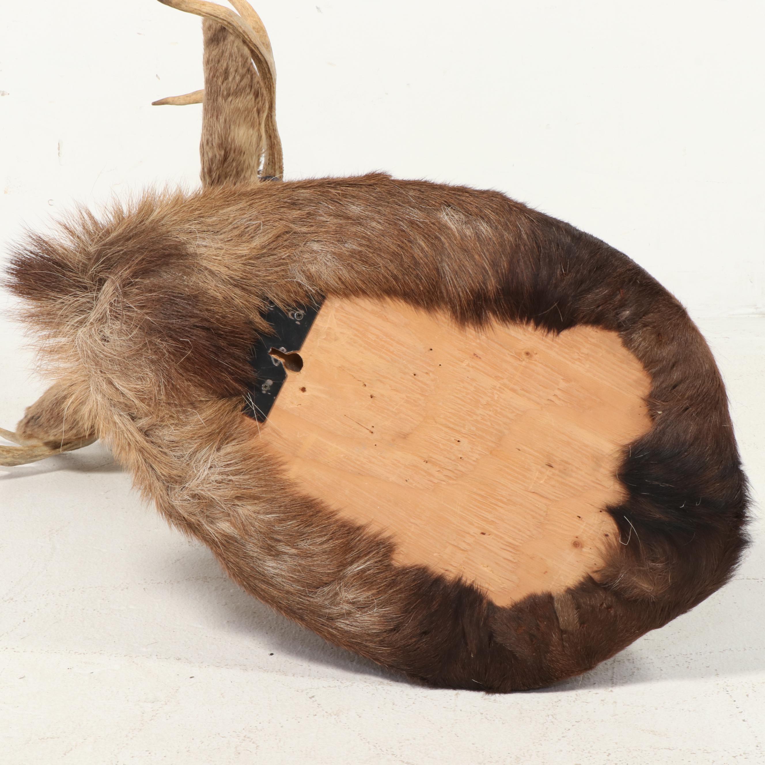 Taxidermy Moose Shoulder Mount