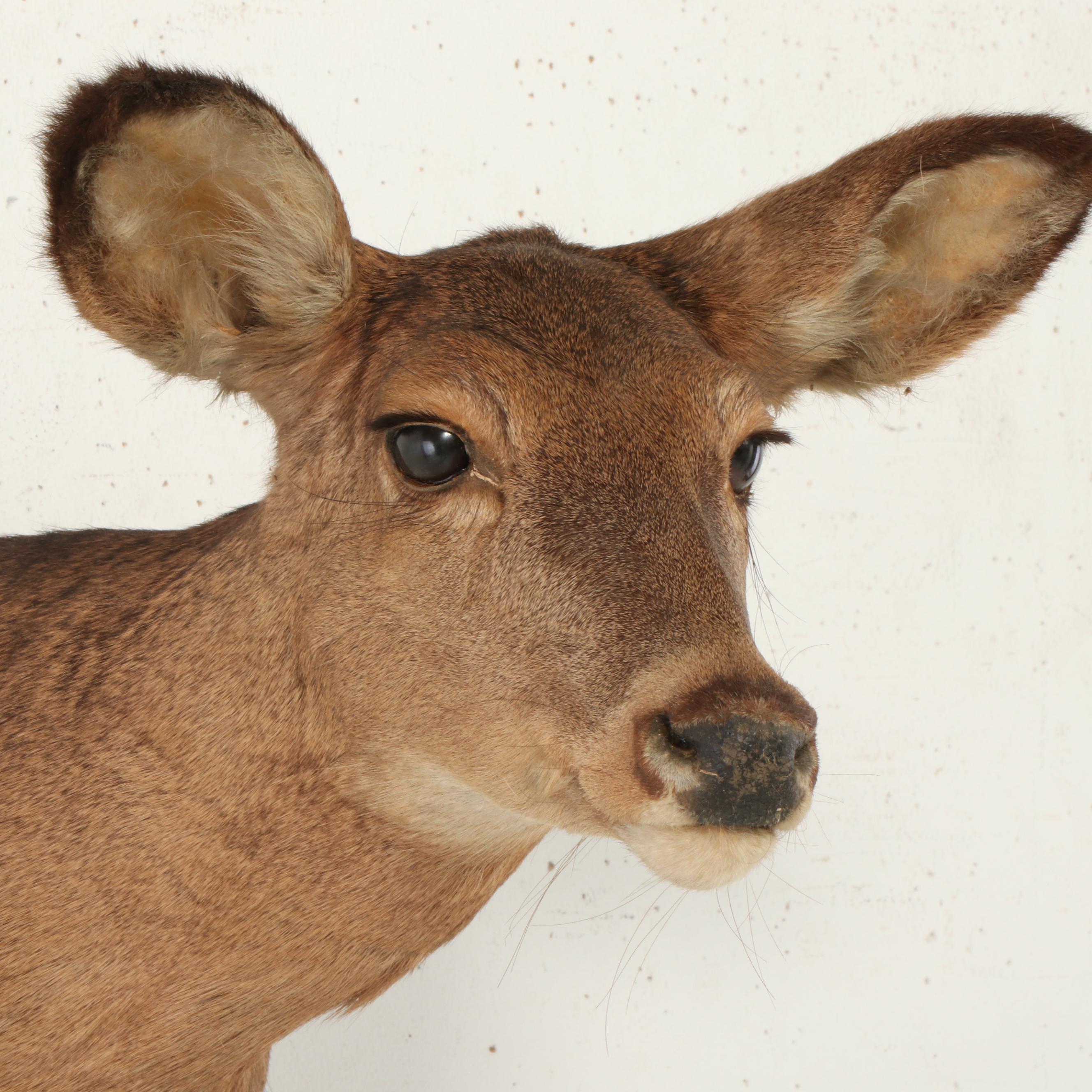 Taxidermy White-Tailed Doe Shoulder Mount