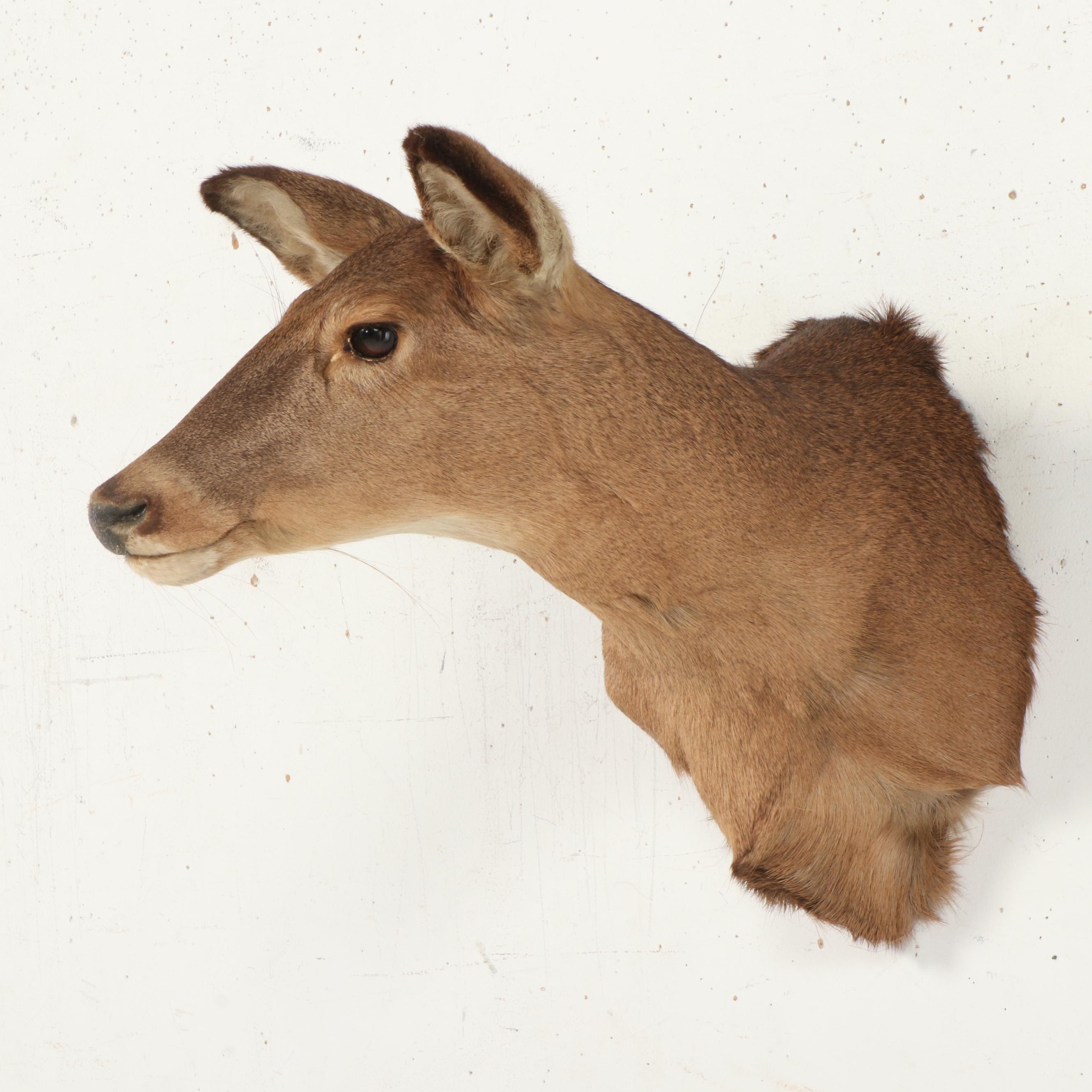 Taxidermy White-Tailed Doe Shoulder Mount