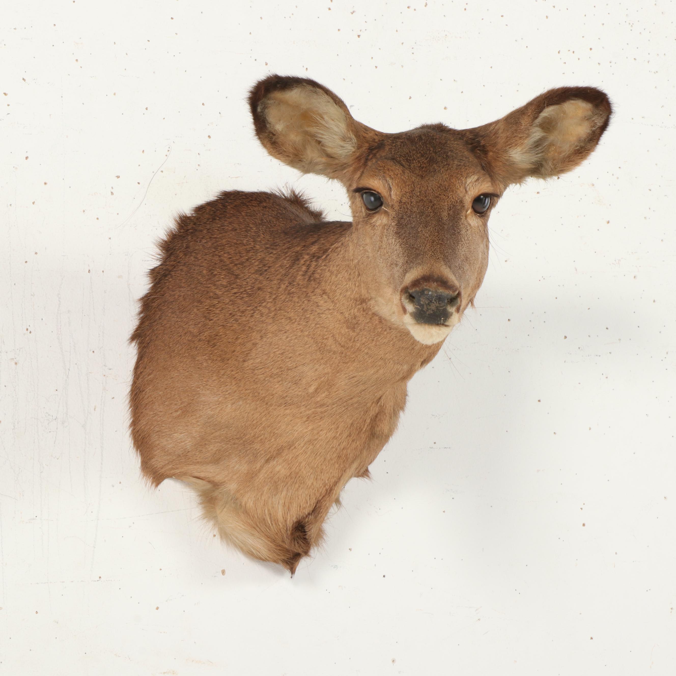 Taxidermy White-Tailed Doe Shoulder Mount