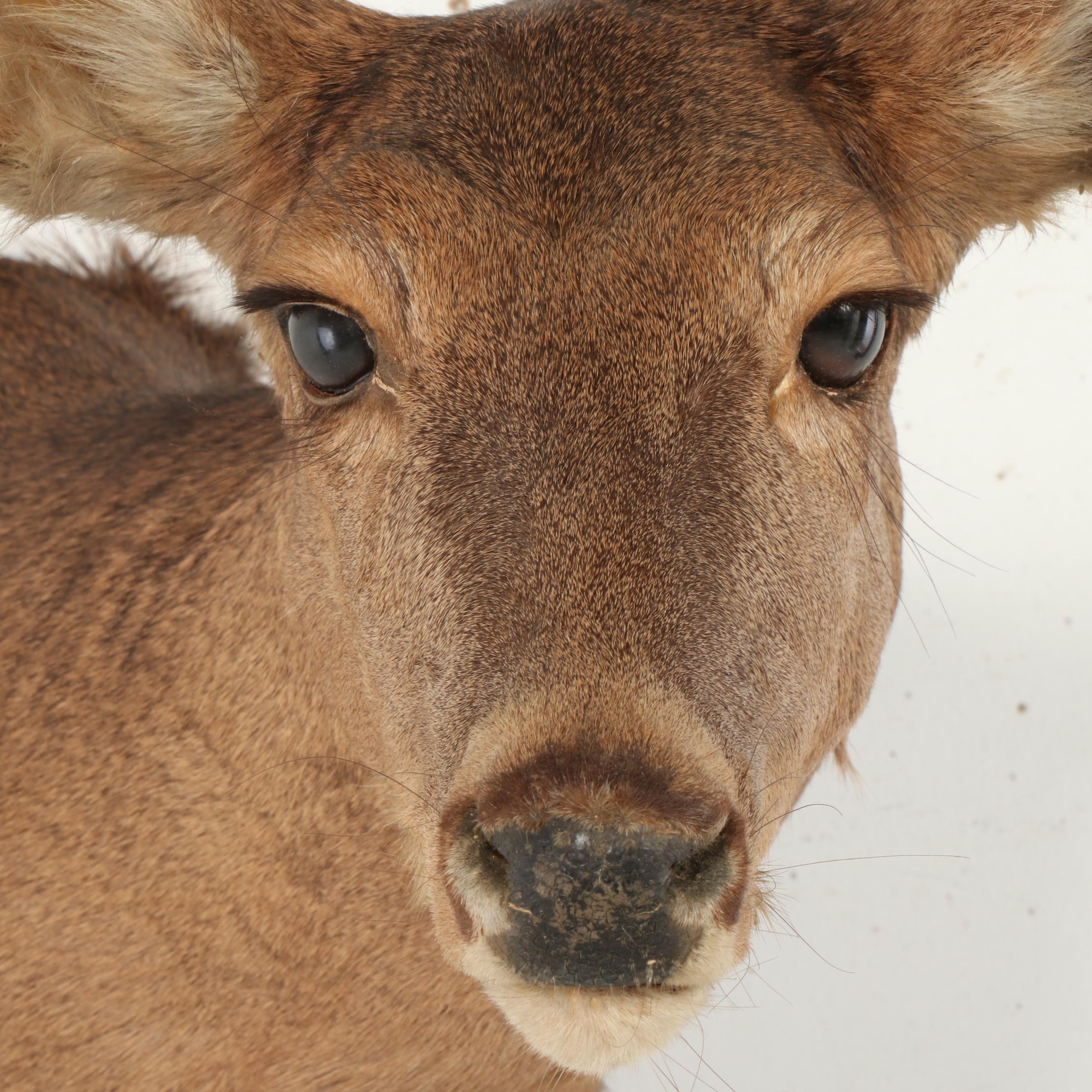 Taxidermy White-Tailed Doe Shoulder Mount