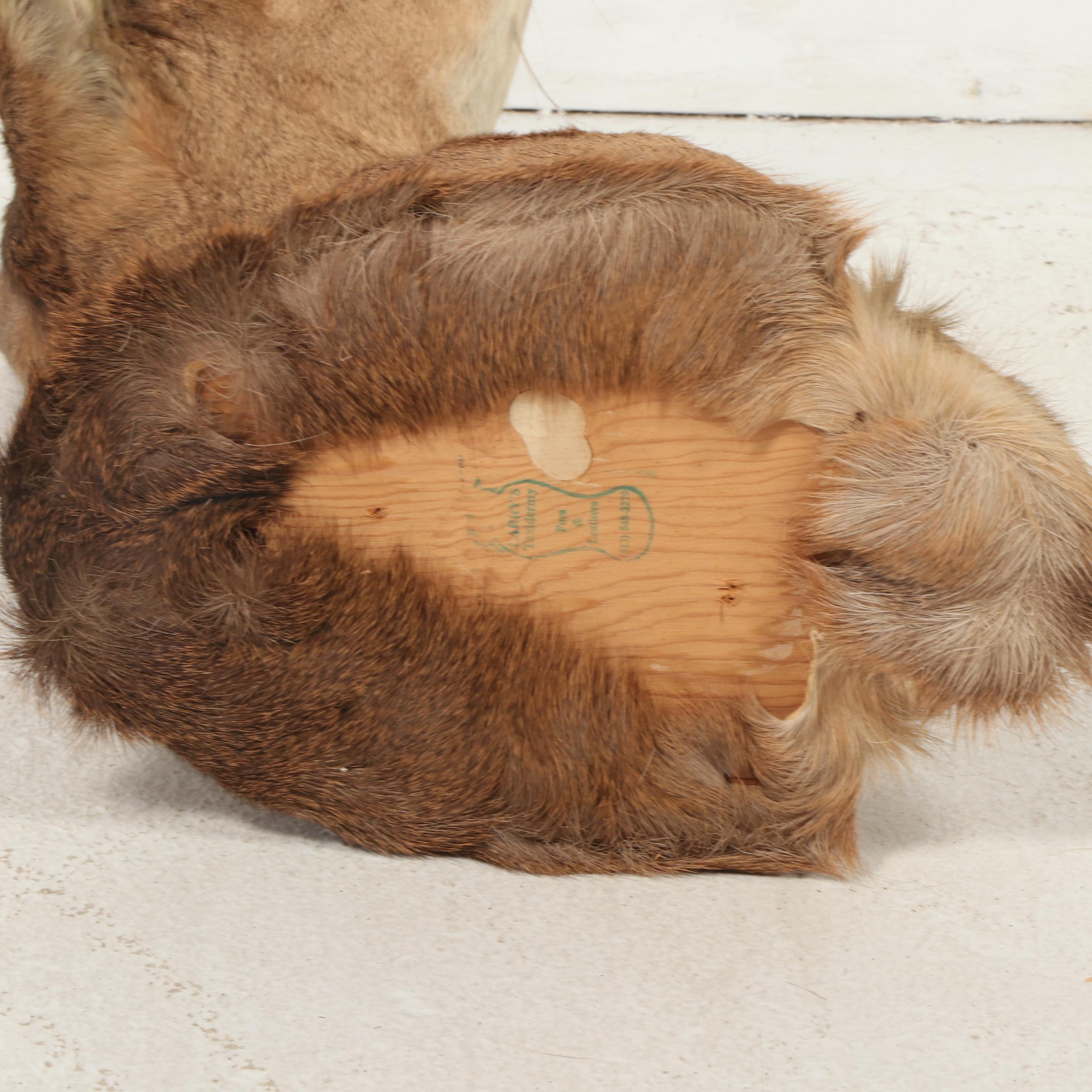 Taxidermy White-Tailed Doe Shoulder Mount