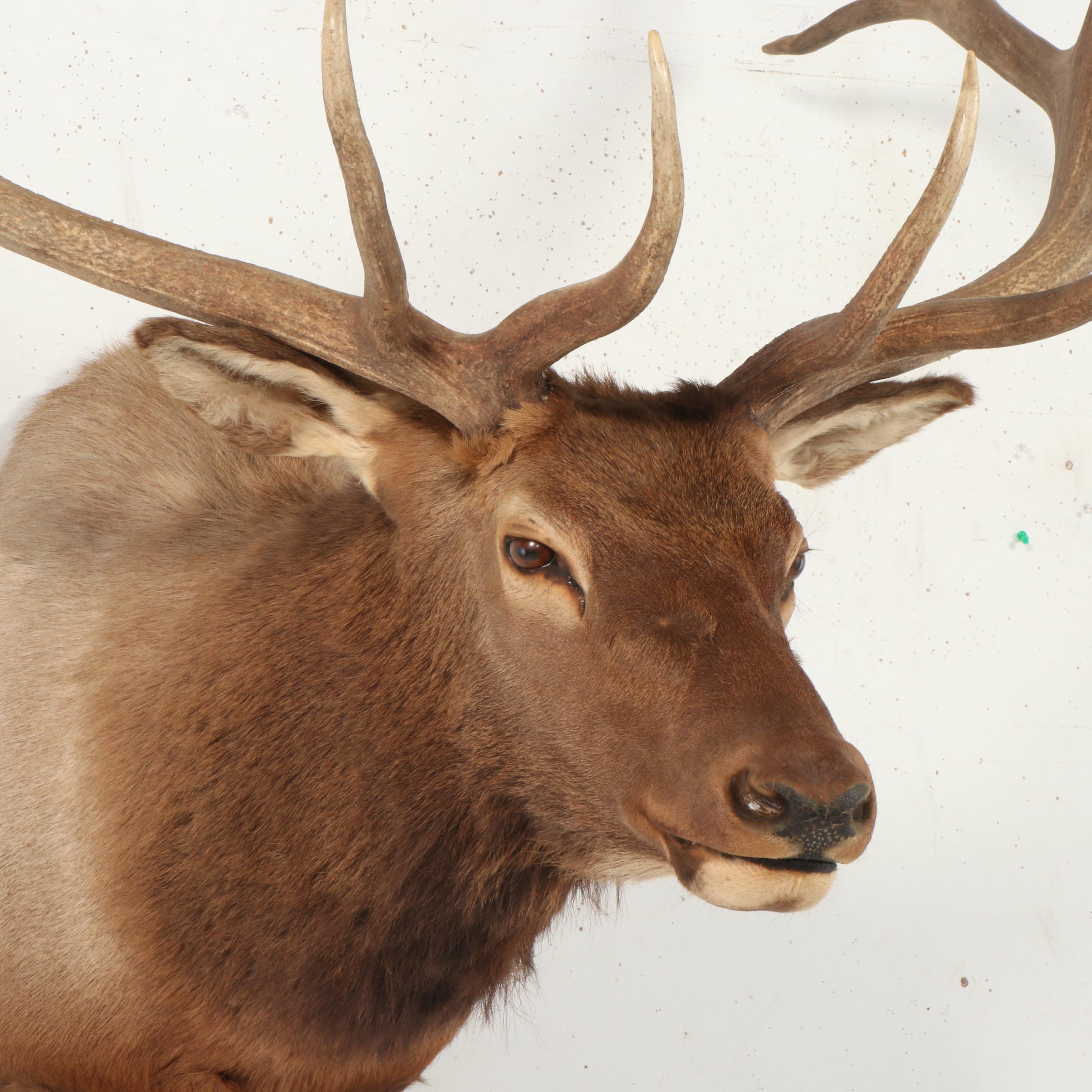 Taxidermy Elk Shoulder Mount