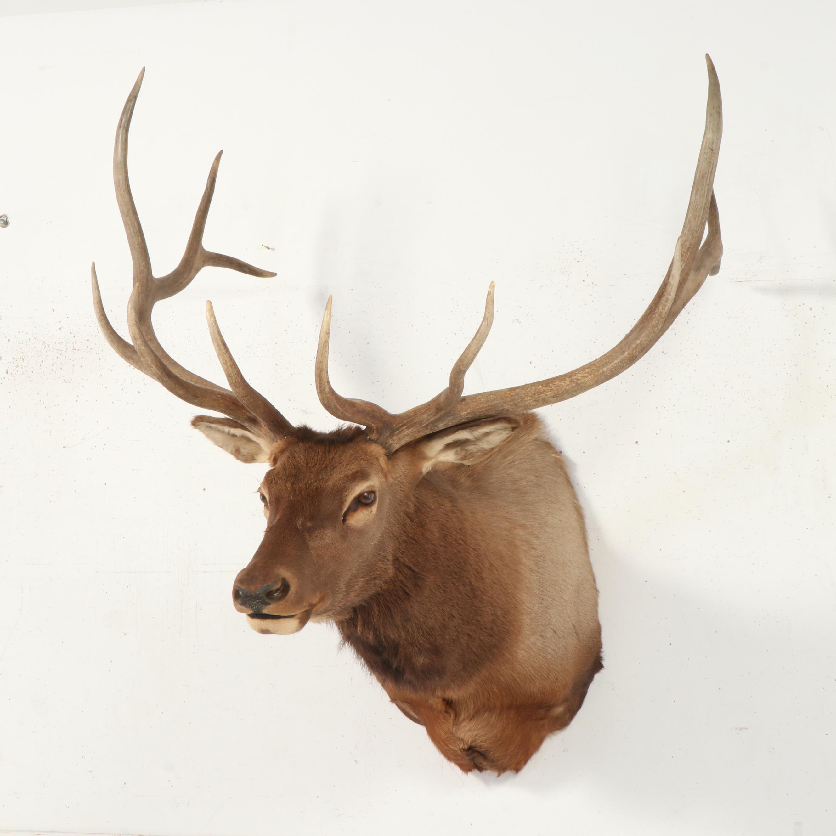 Taxidermy Elk Shoulder Mount