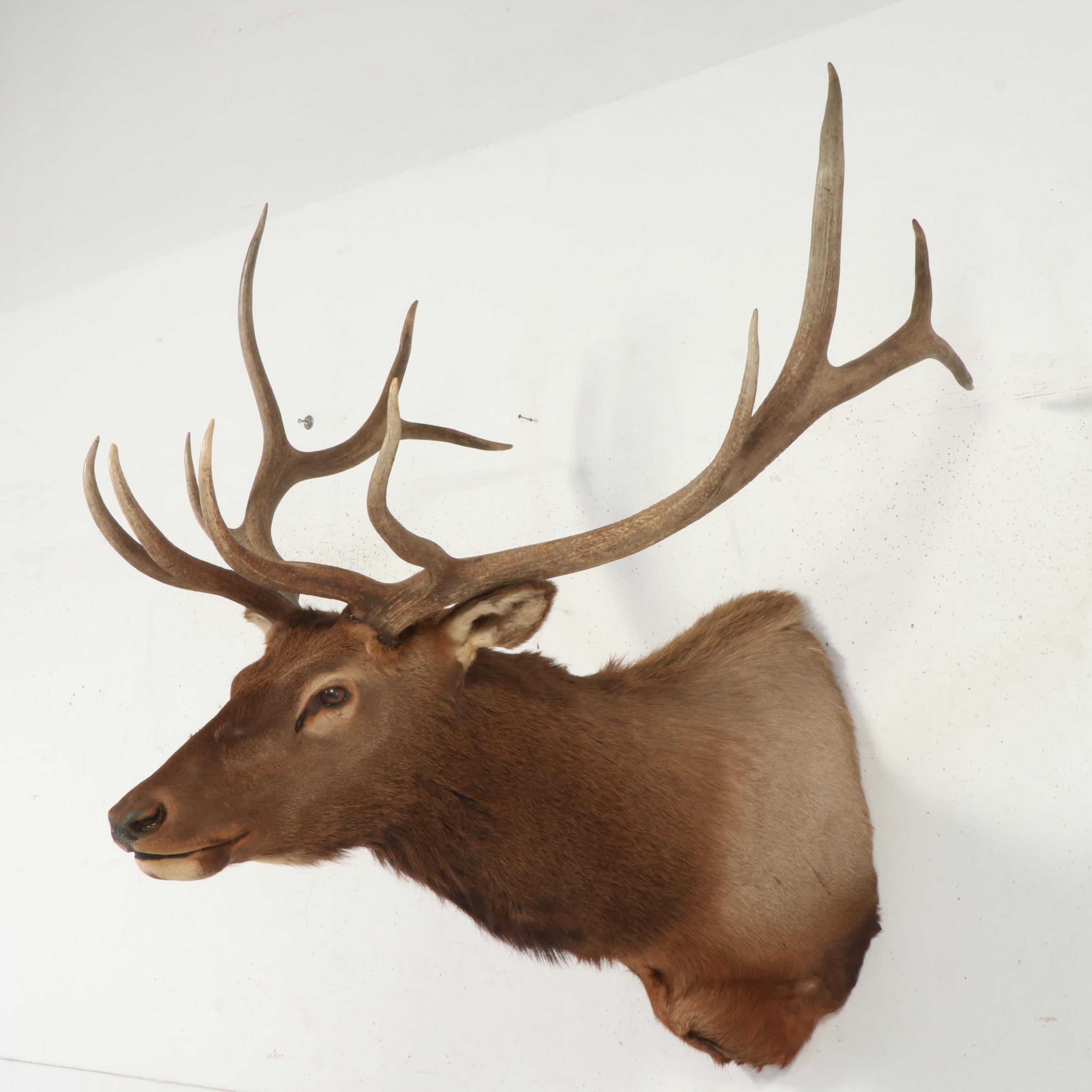 Taxidermy Elk Shoulder Mount