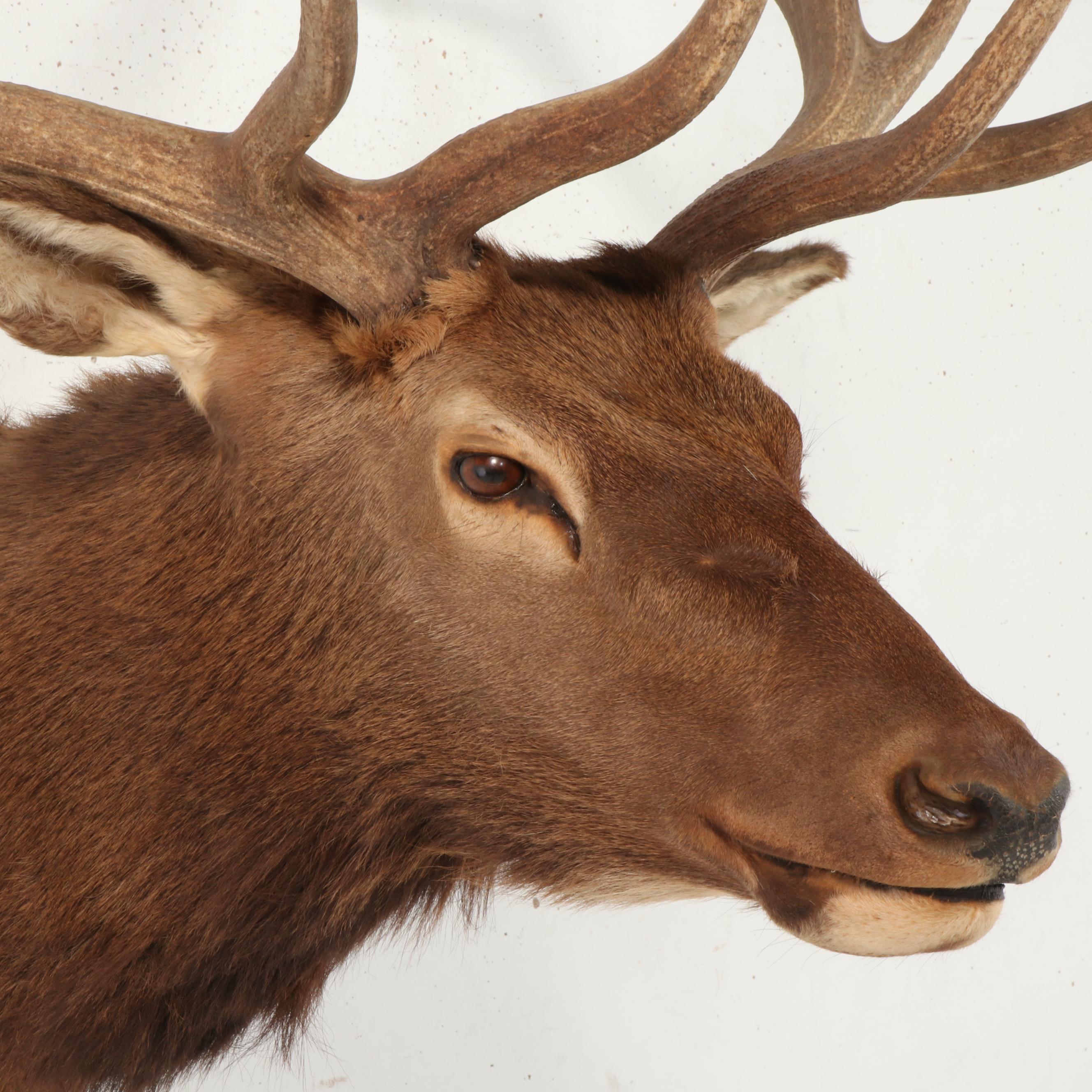 Taxidermy Elk Shoulder Mount