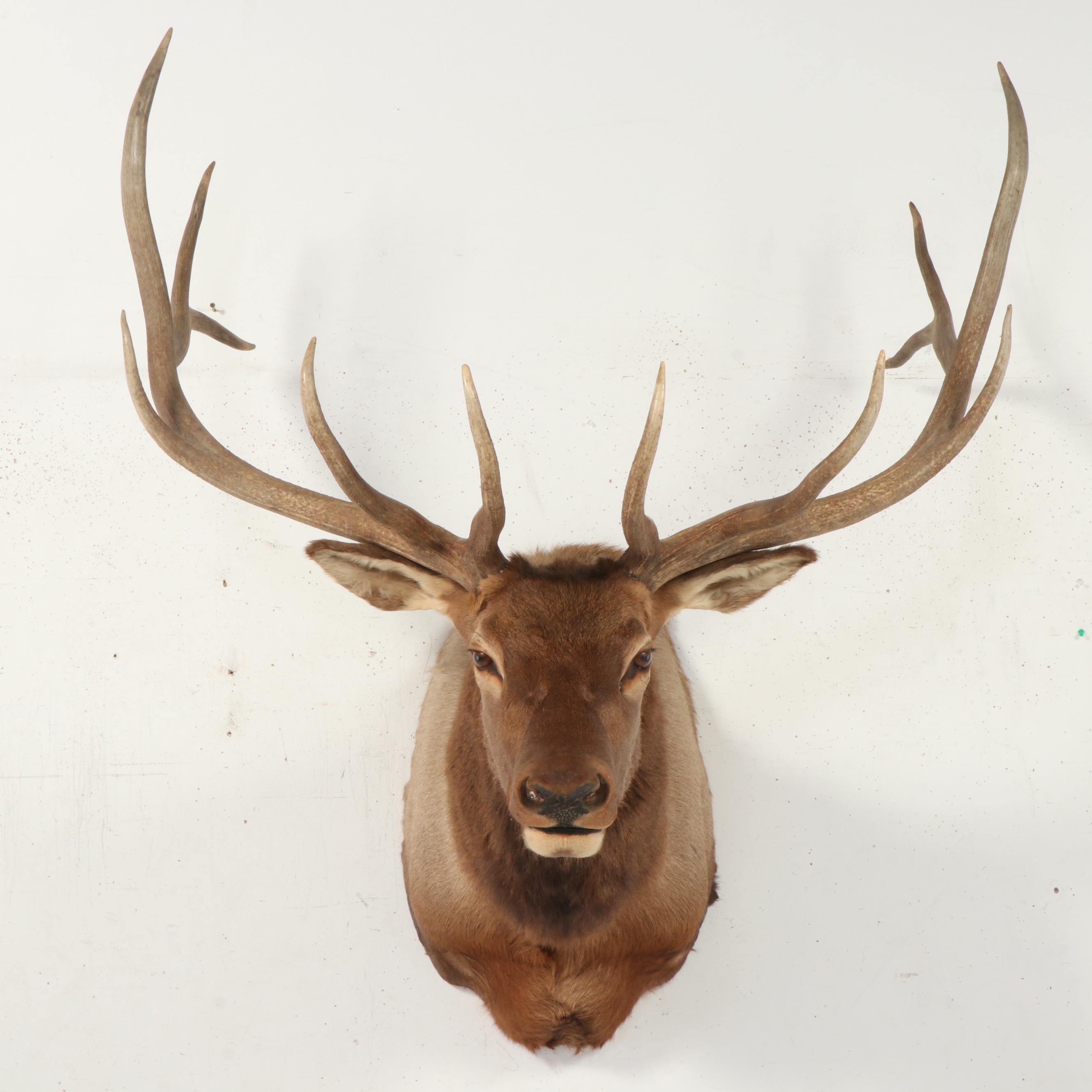 Taxidermy Elk Shoulder Mount