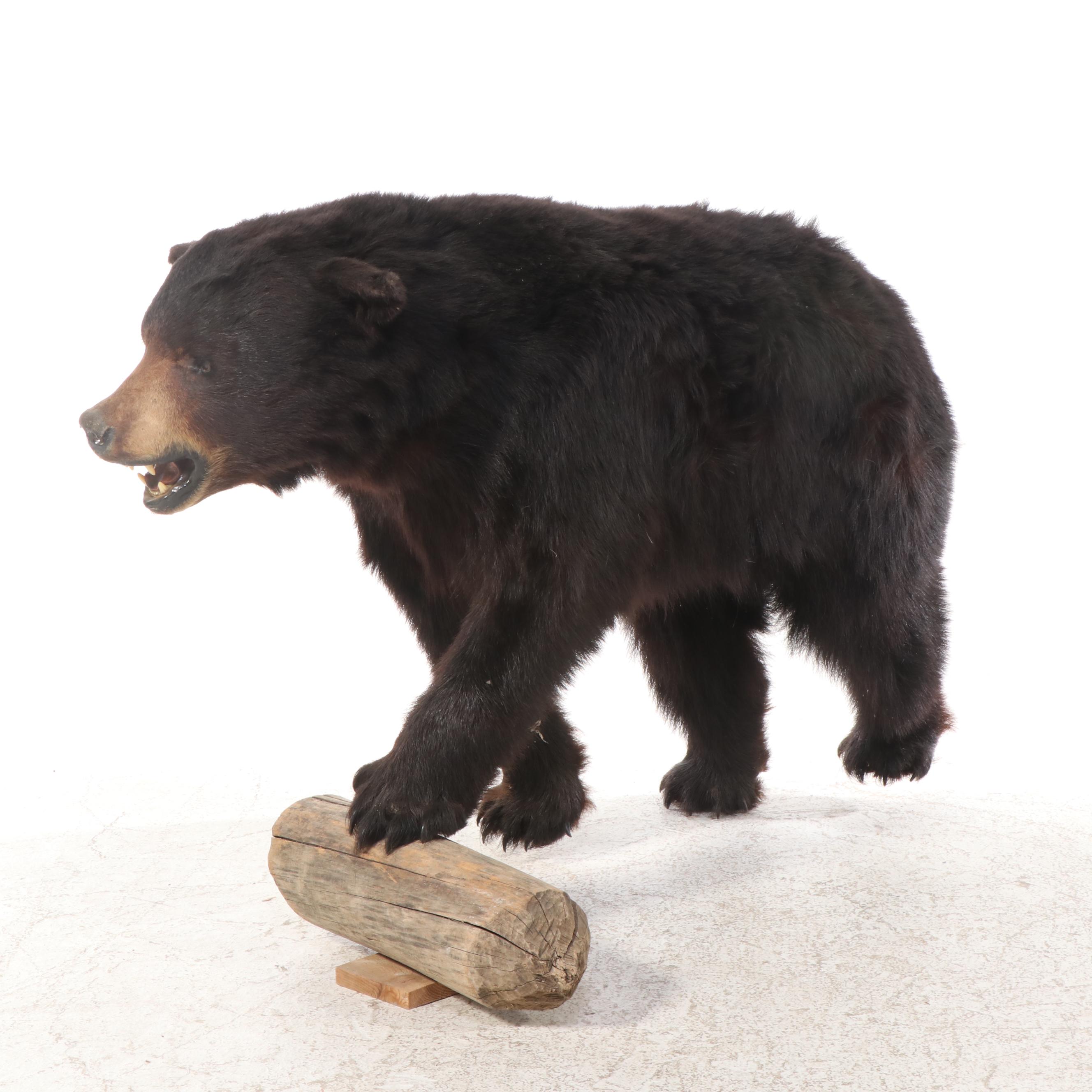Taxidermy Black Bear Full Body Mount
