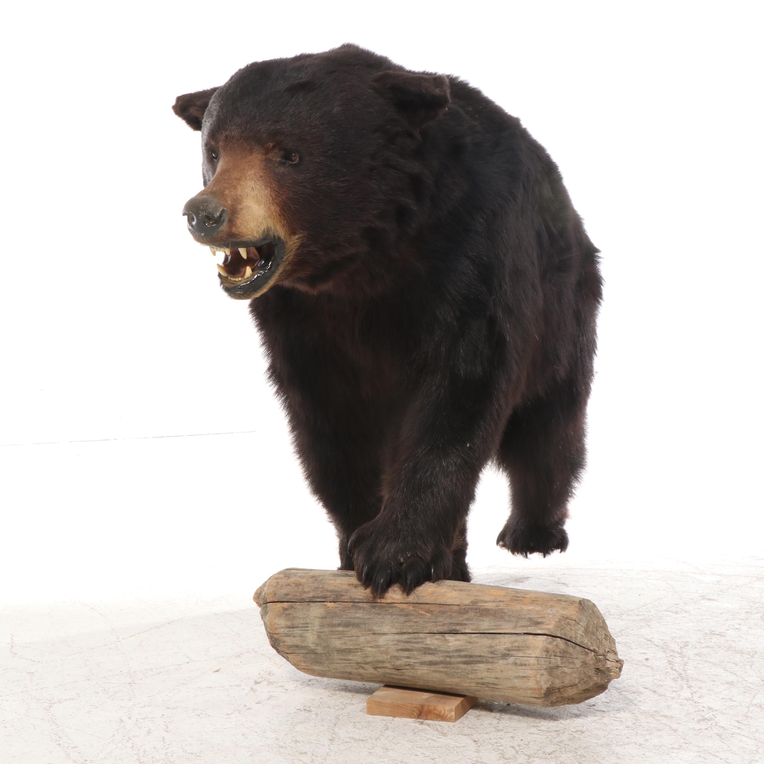 Taxidermy Black Bear Full Body Mount