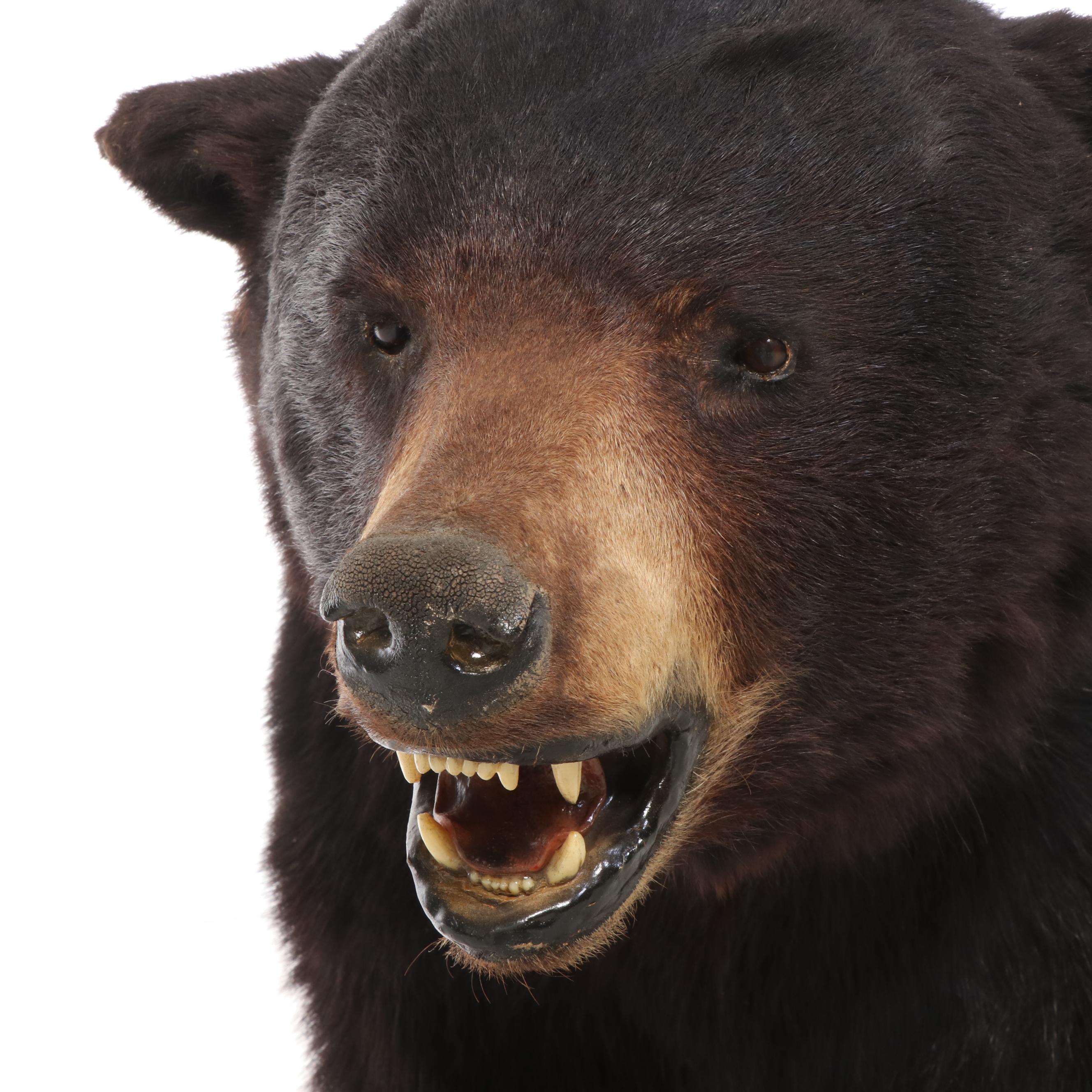 Taxidermy Black Bear Full Body Mount