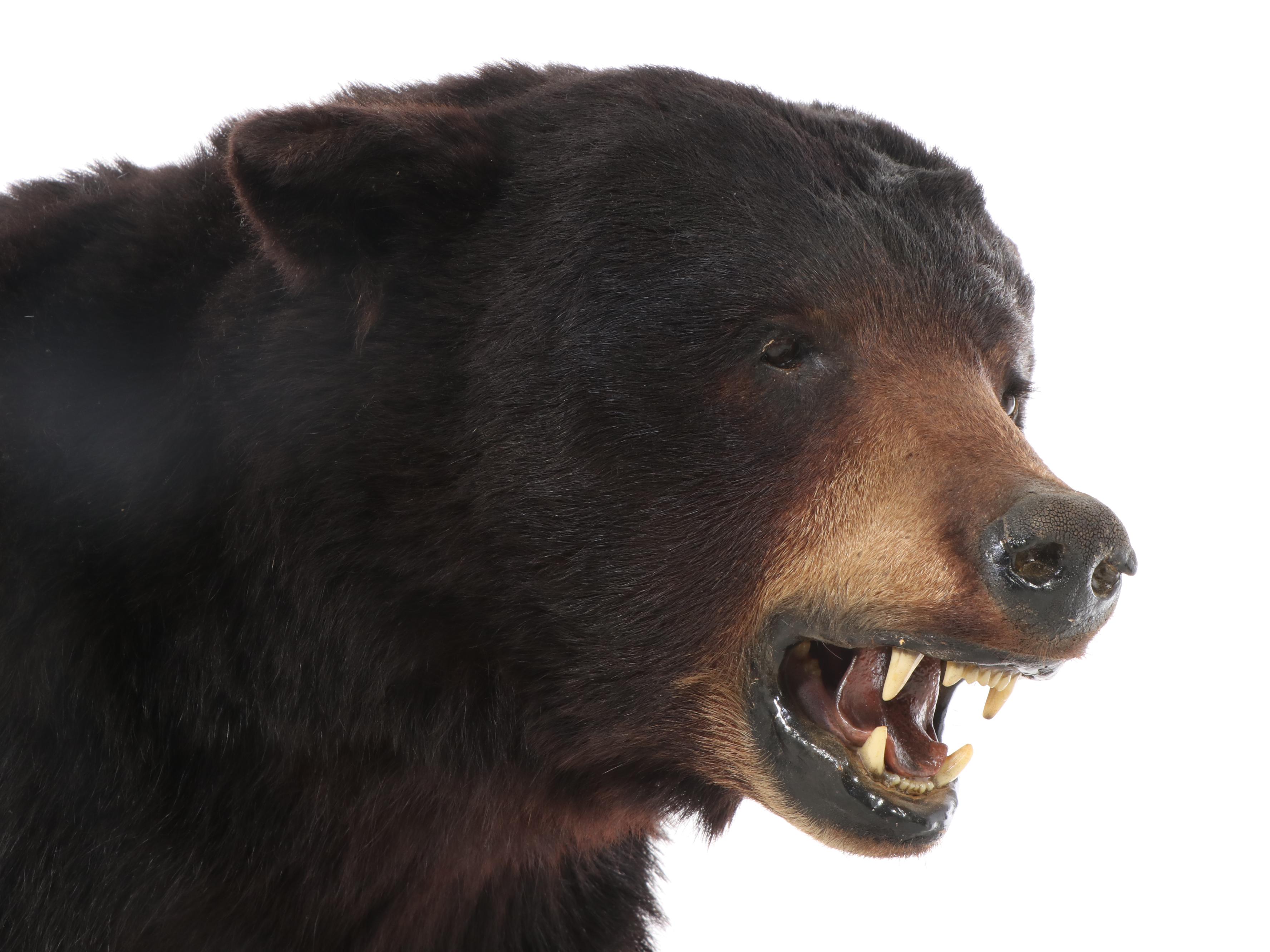 Taxidermy Black Bear Full Body Mount