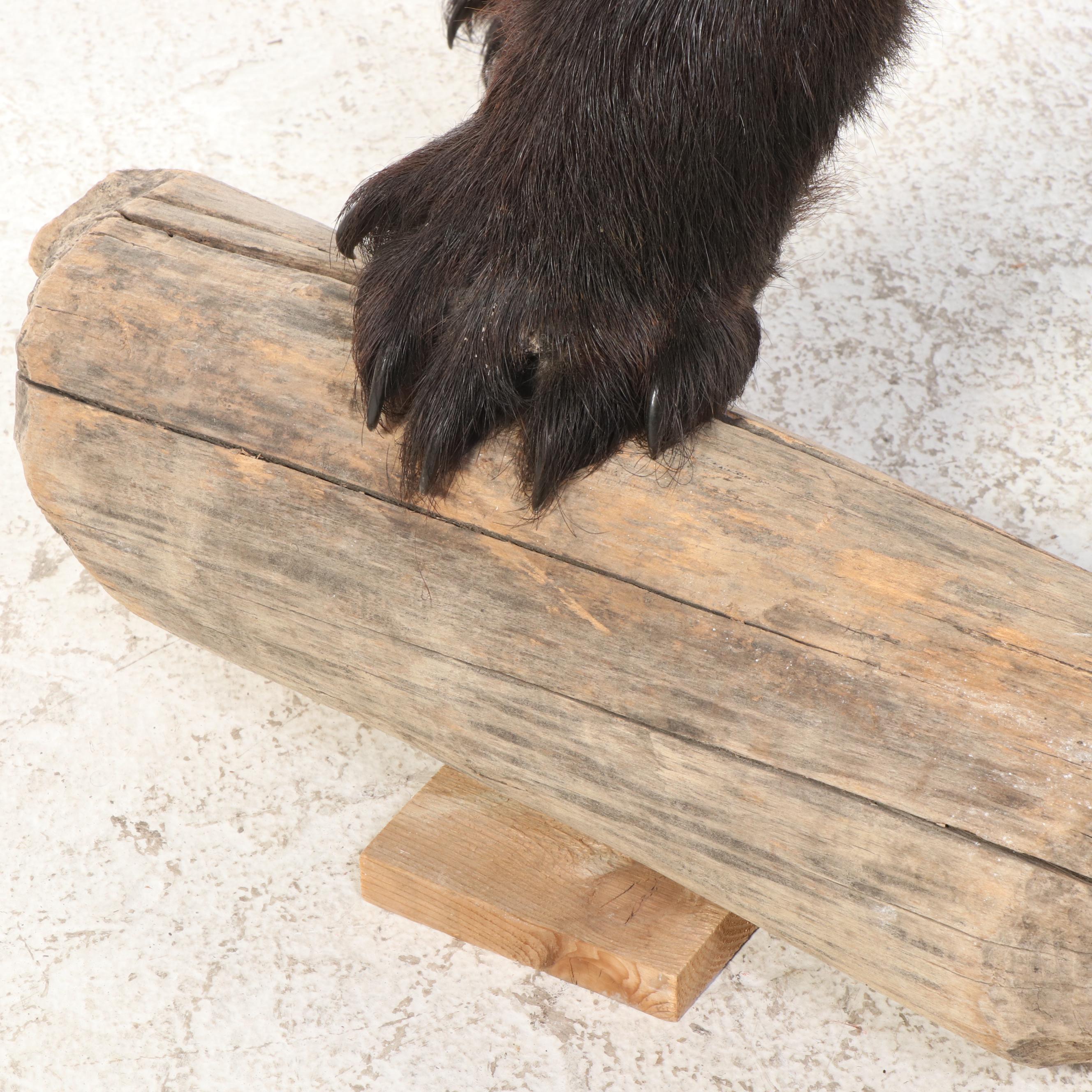 Taxidermy Black Bear Full Body Mount