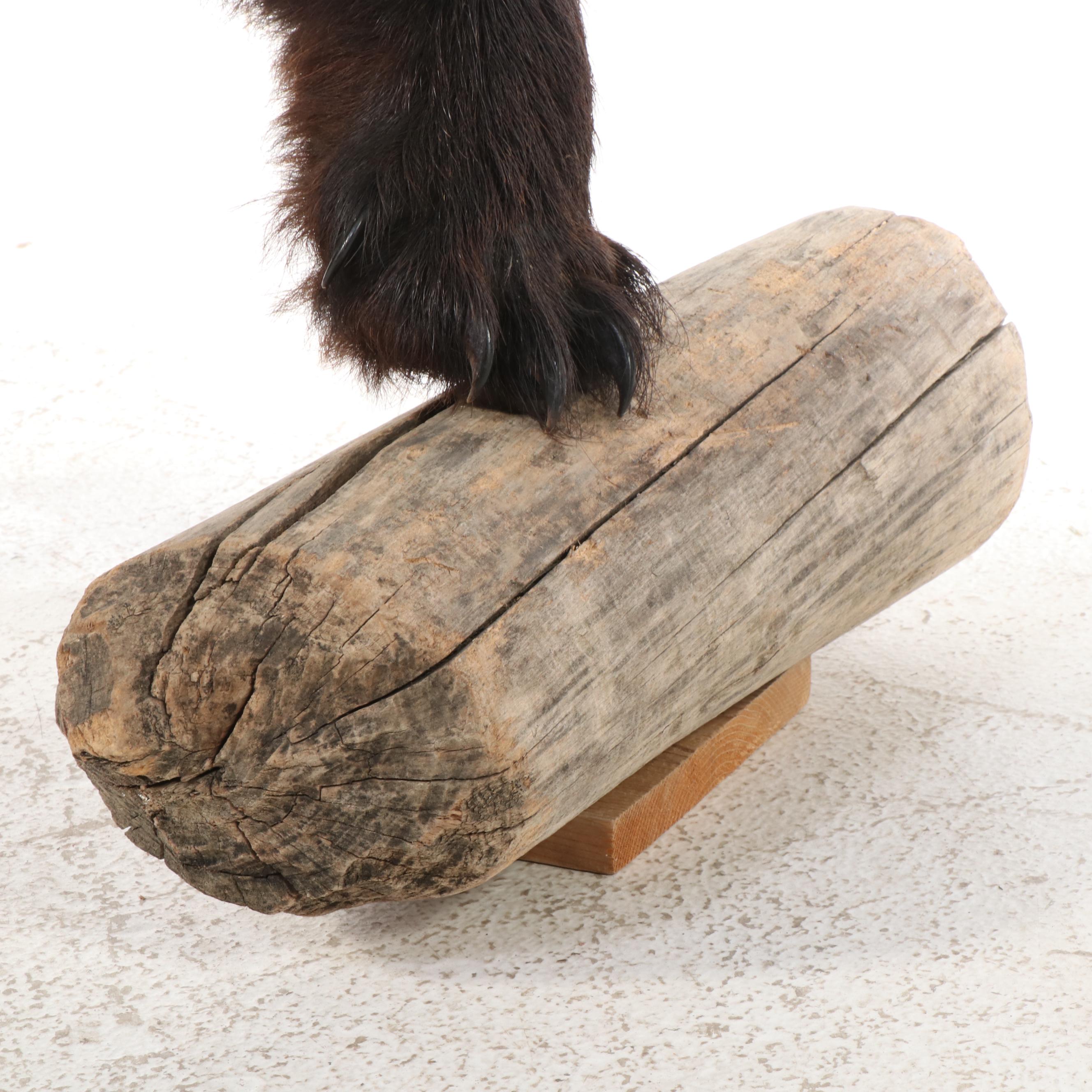 Taxidermy Black Bear Full Body Mount