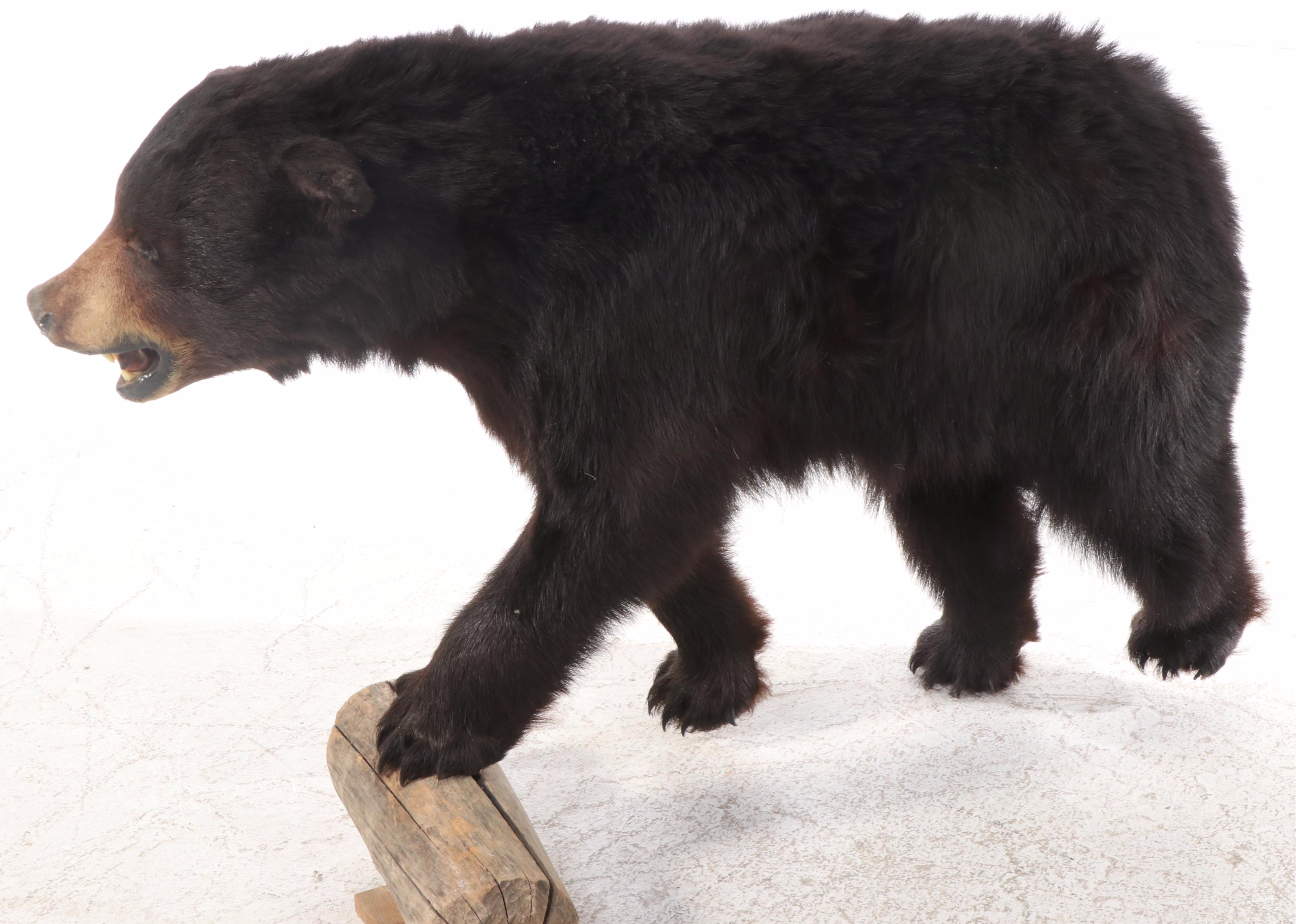 Taxidermy Black Bear Full Body Mount