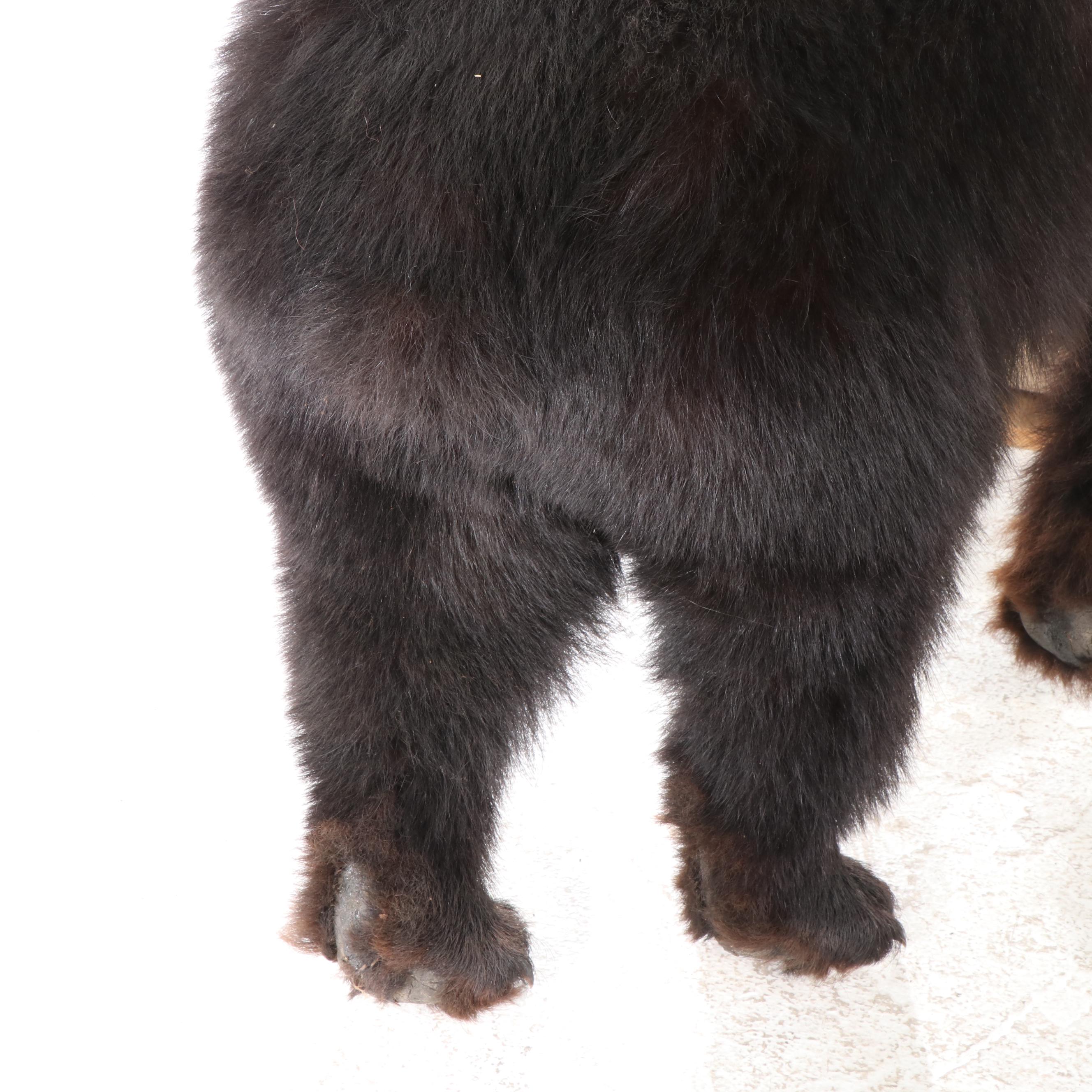 Taxidermy Black Bear Full Body Mount