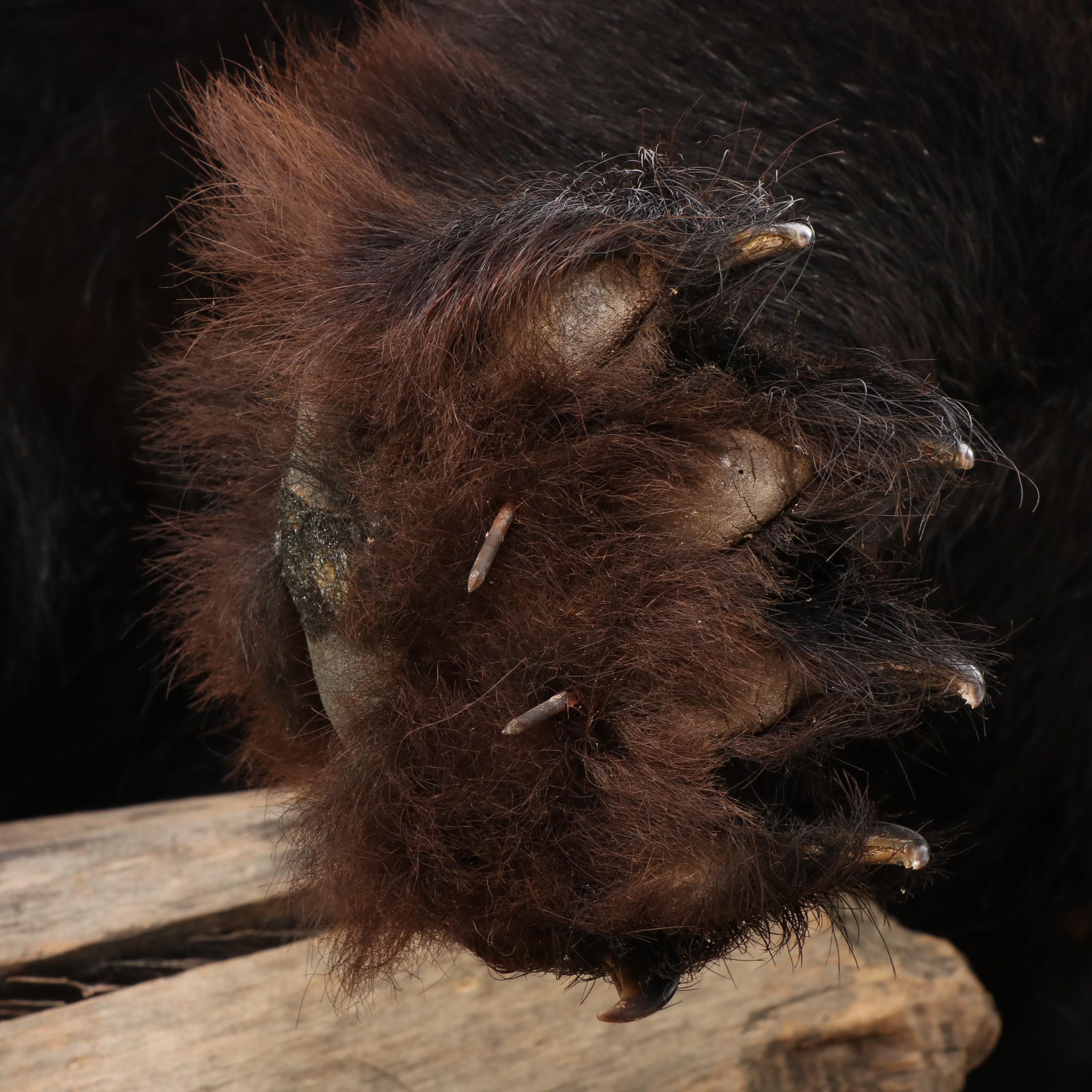 Taxidermy Black Bear Full Body Mount
