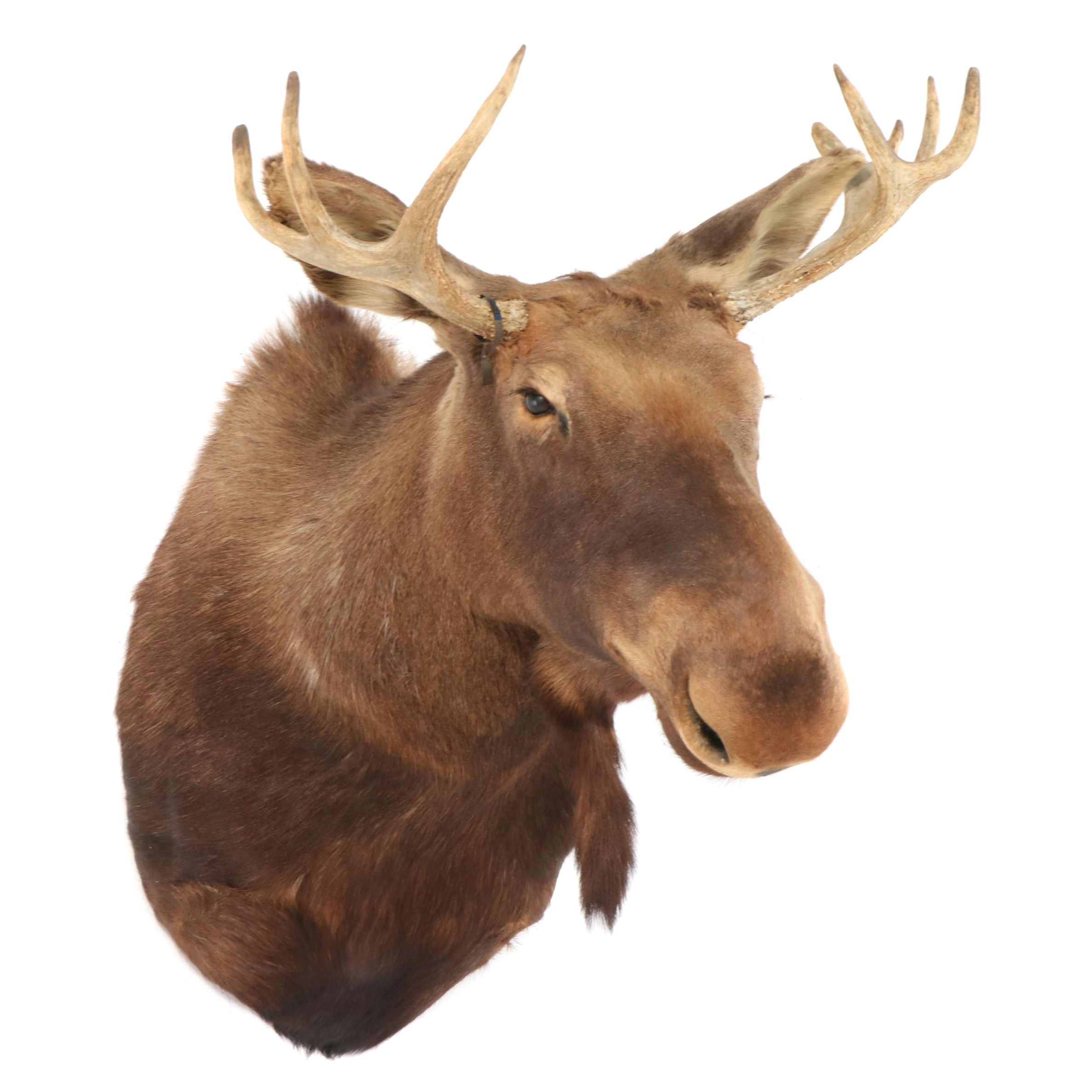 Taxidermy Moose Shoulder Mount