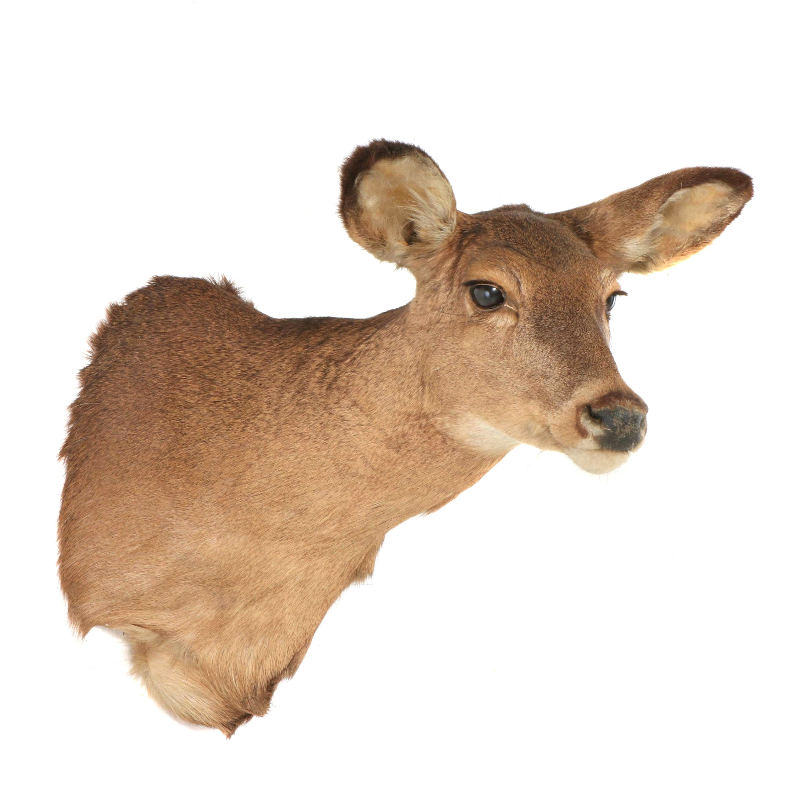 Taxidermy White-Tailed Doe Shoulder Mount