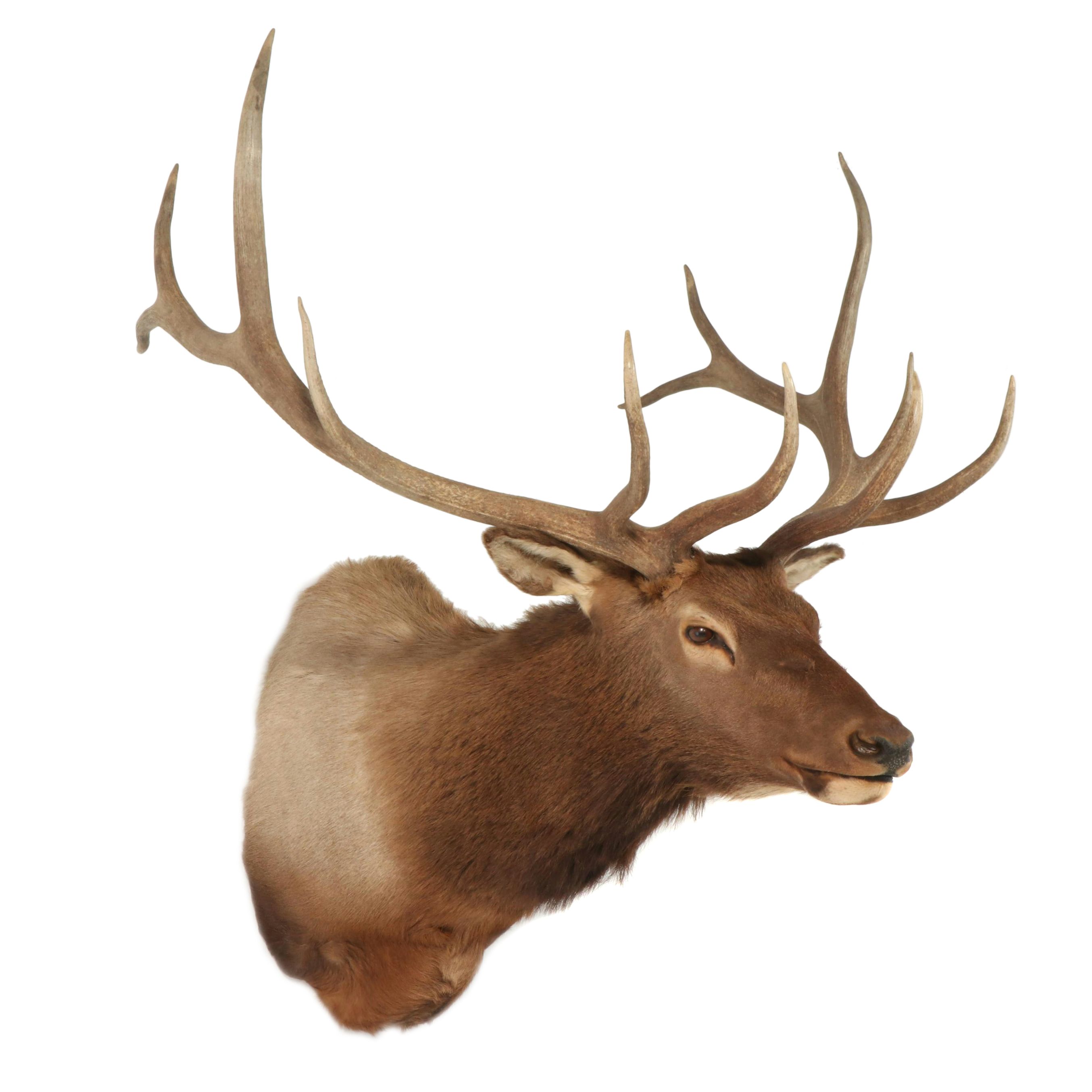 Taxidermy Elk Shoulder Mount