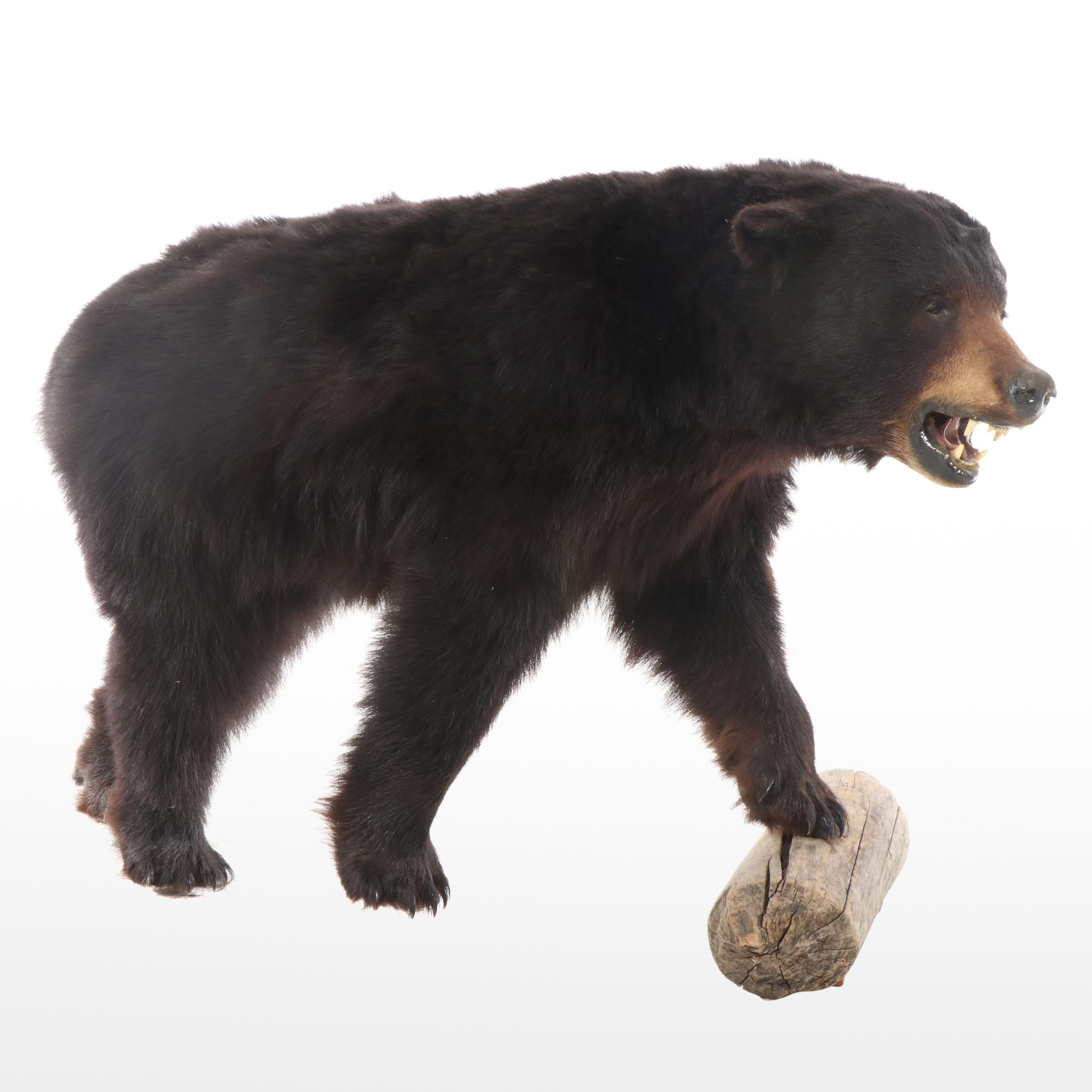 Taxidermy Black Bear Full Body Mount