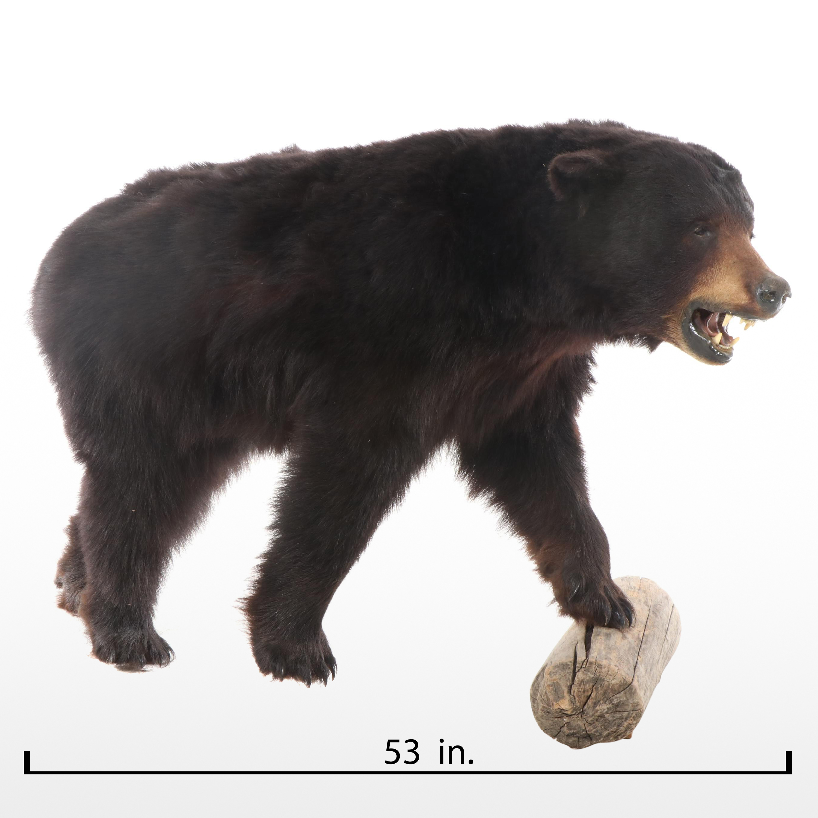 Taxidermy Black Bear Full Body Mount